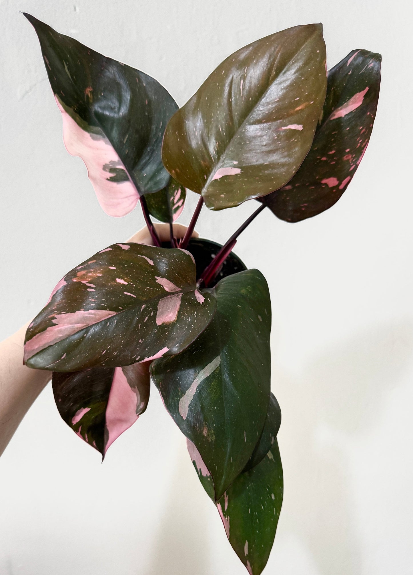Philodendron Pink Princess Plant 4 inch Nursery Pot - Live Plant