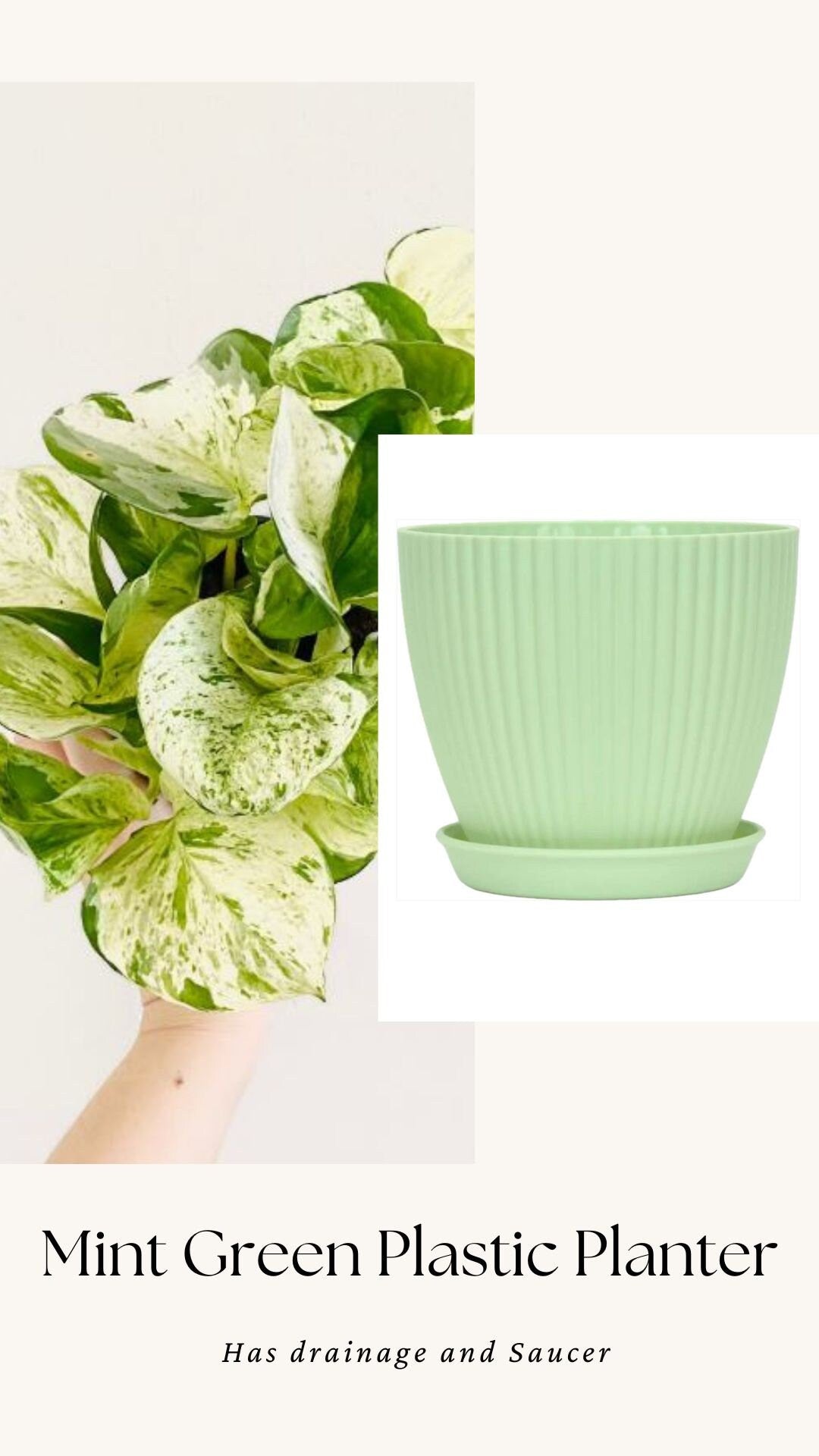 Manjula Pothos Plant - 4 inch Nursery Pot - Live Plant - optional decorative pot