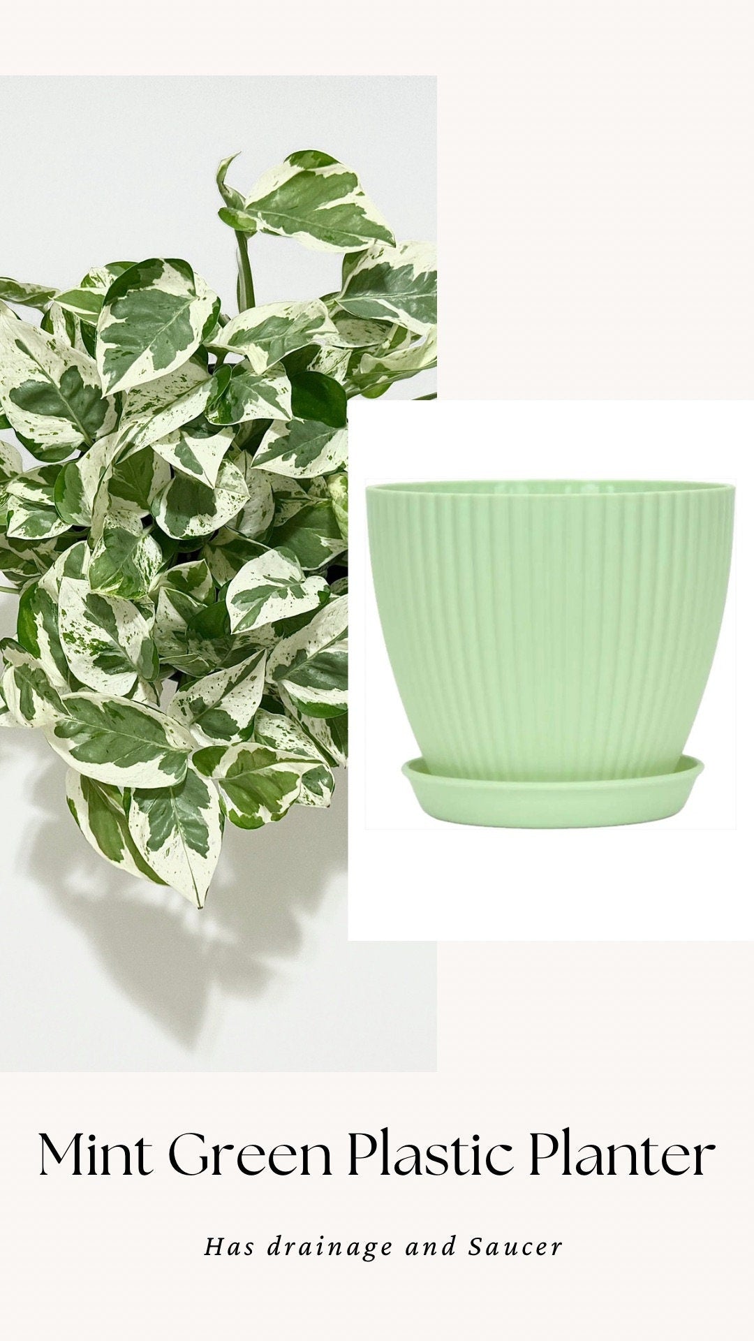 N’Joy Pothos Live Plant - 6 inch Pot - optional decorative pot