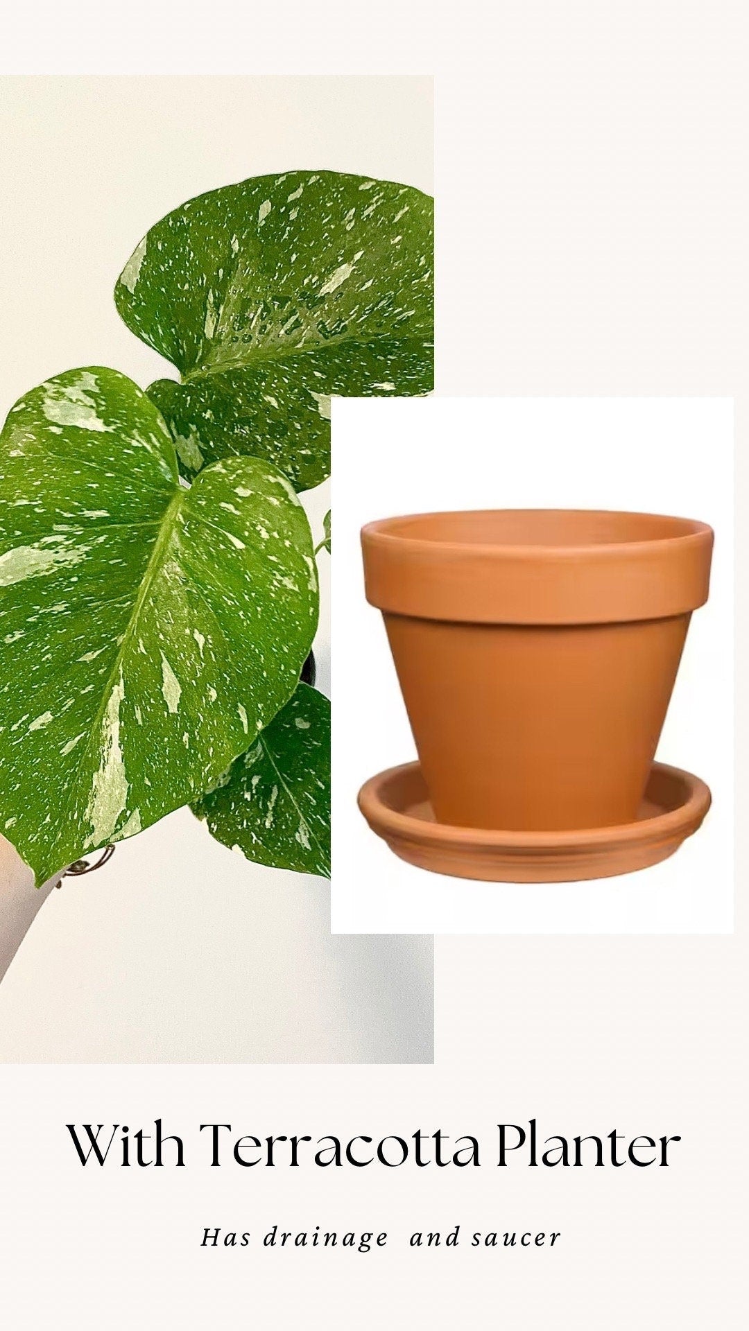 Monstera Thai Constellation - 4 inch pot - Live Rare Plant