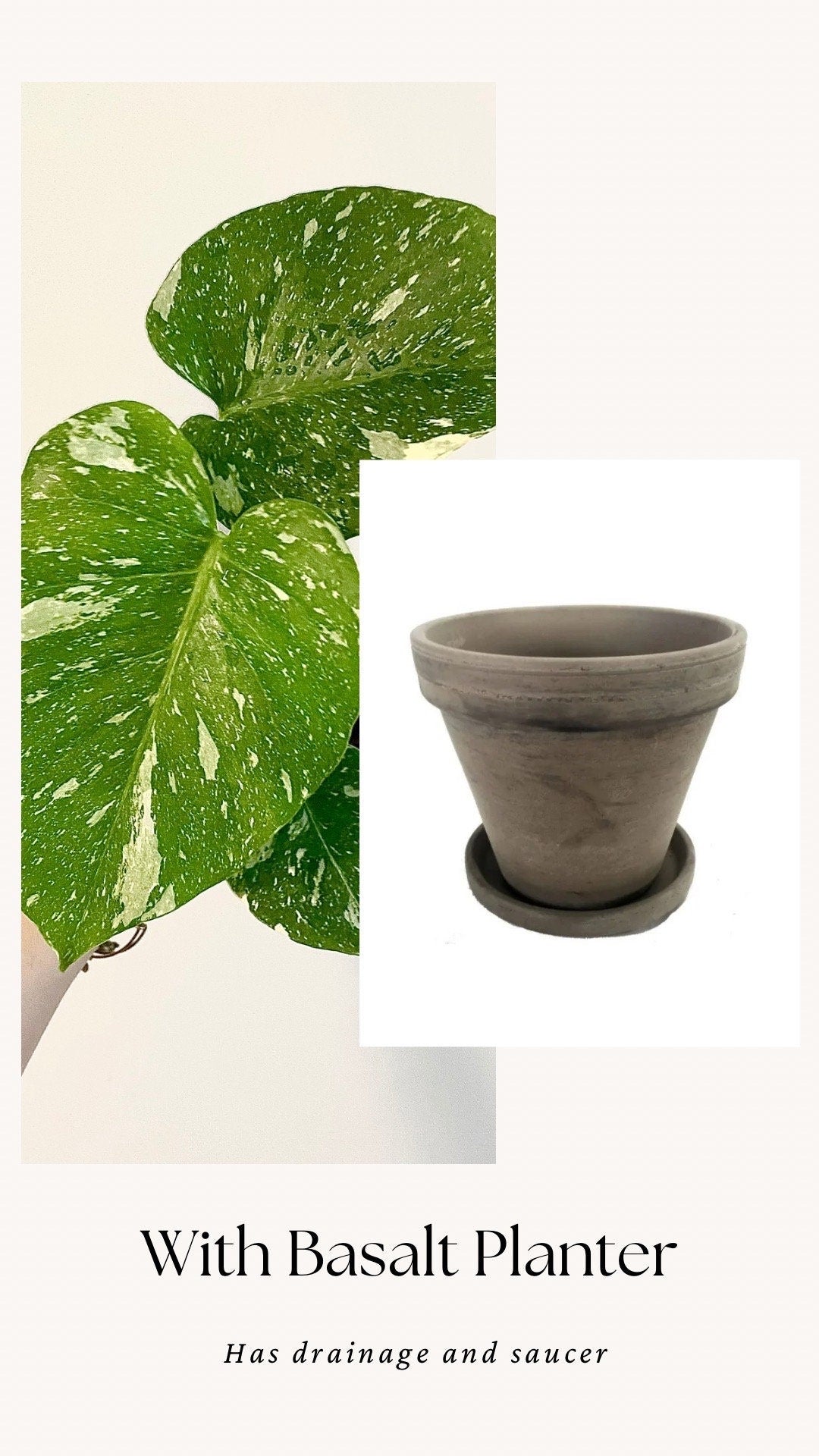 Monstera Thai Constellation - 4 inch pot - Live Rare Plant