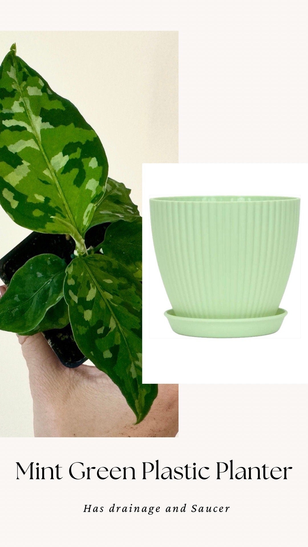 Aglaonema Pictum Tricolor - Live Plant - 2.5 Pot