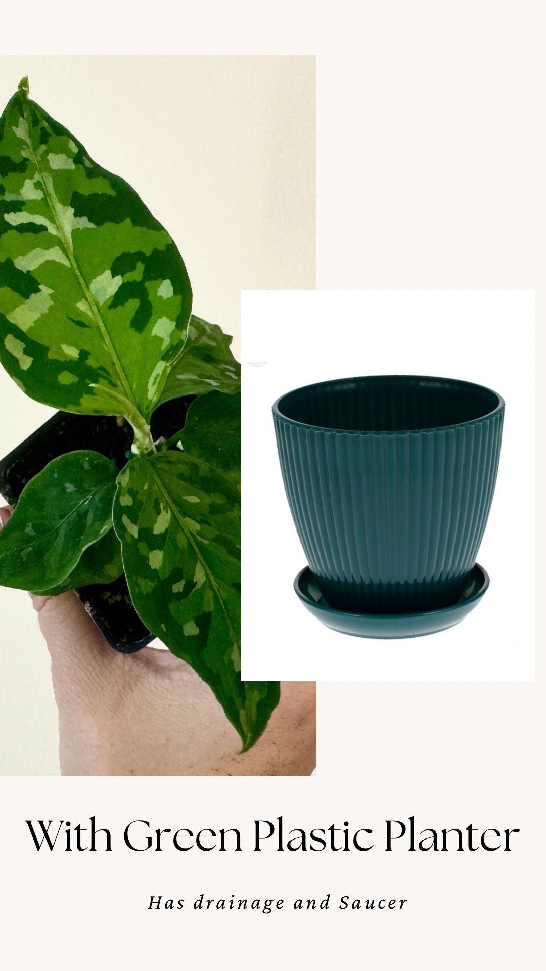 Aglaonema Pictum Tricolor - Live Plant - 2.5 Pot