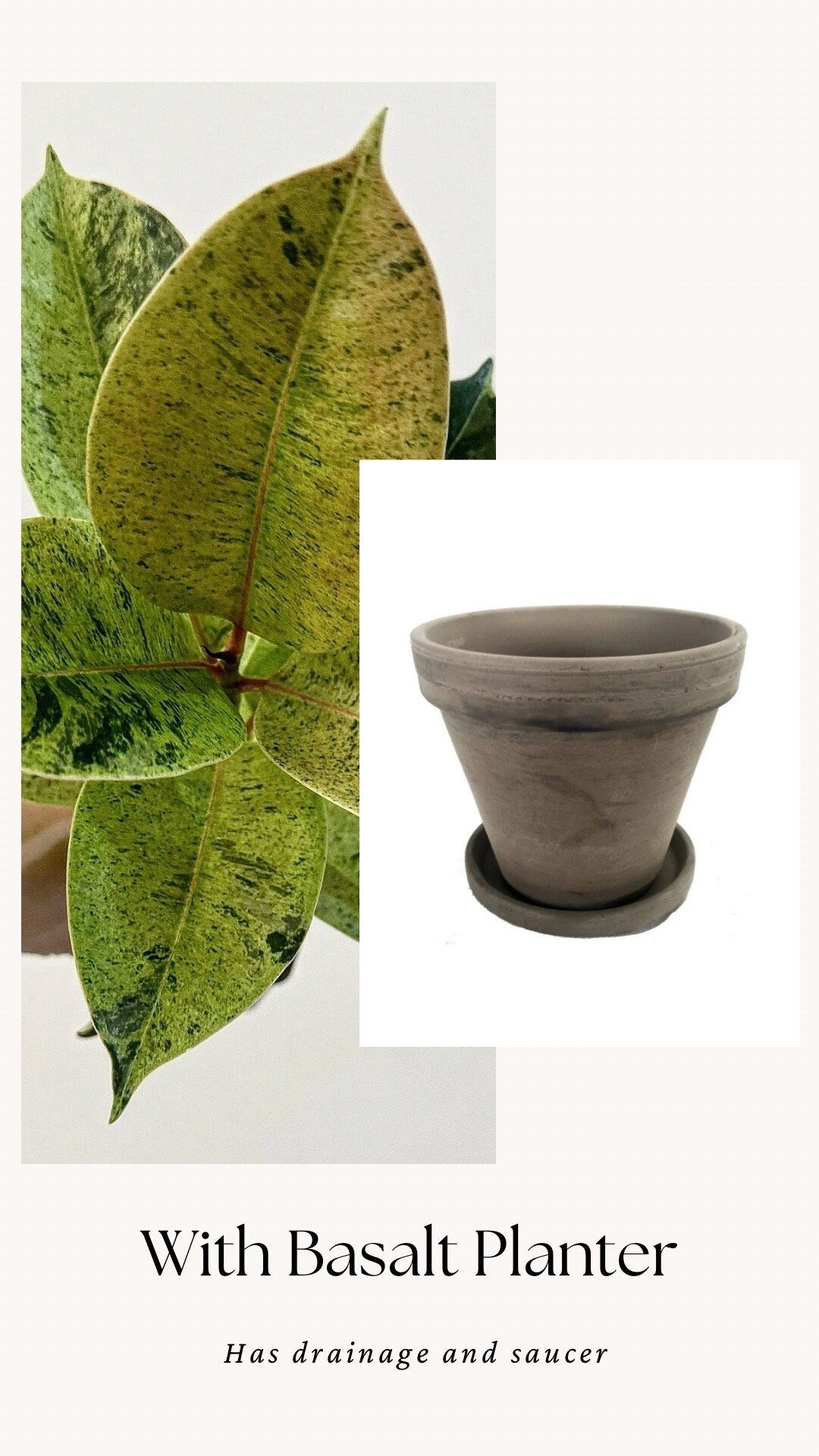 Ficus Shiveriana ‘Moonshine’ Plant - 4" Pot