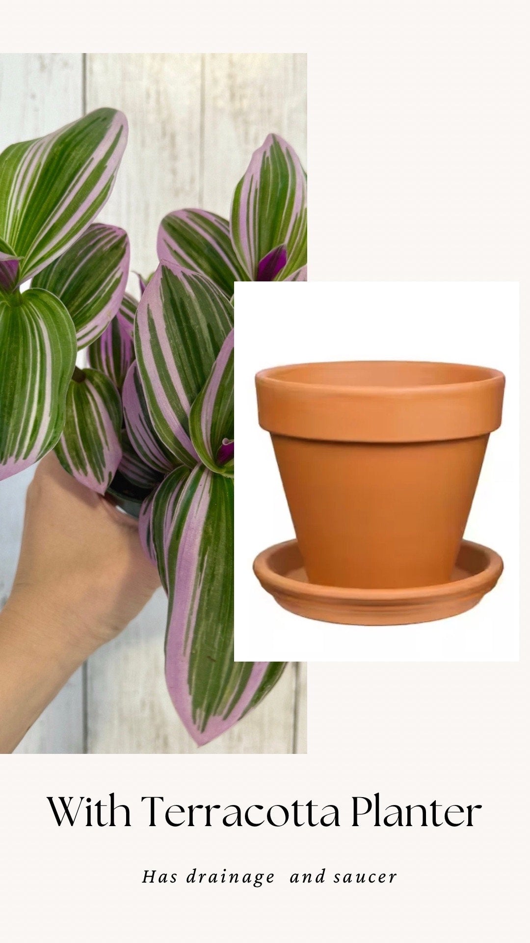 Tradescantia Bubblegum Nanouk Plant - 4 inch Pot - optional decorative pot