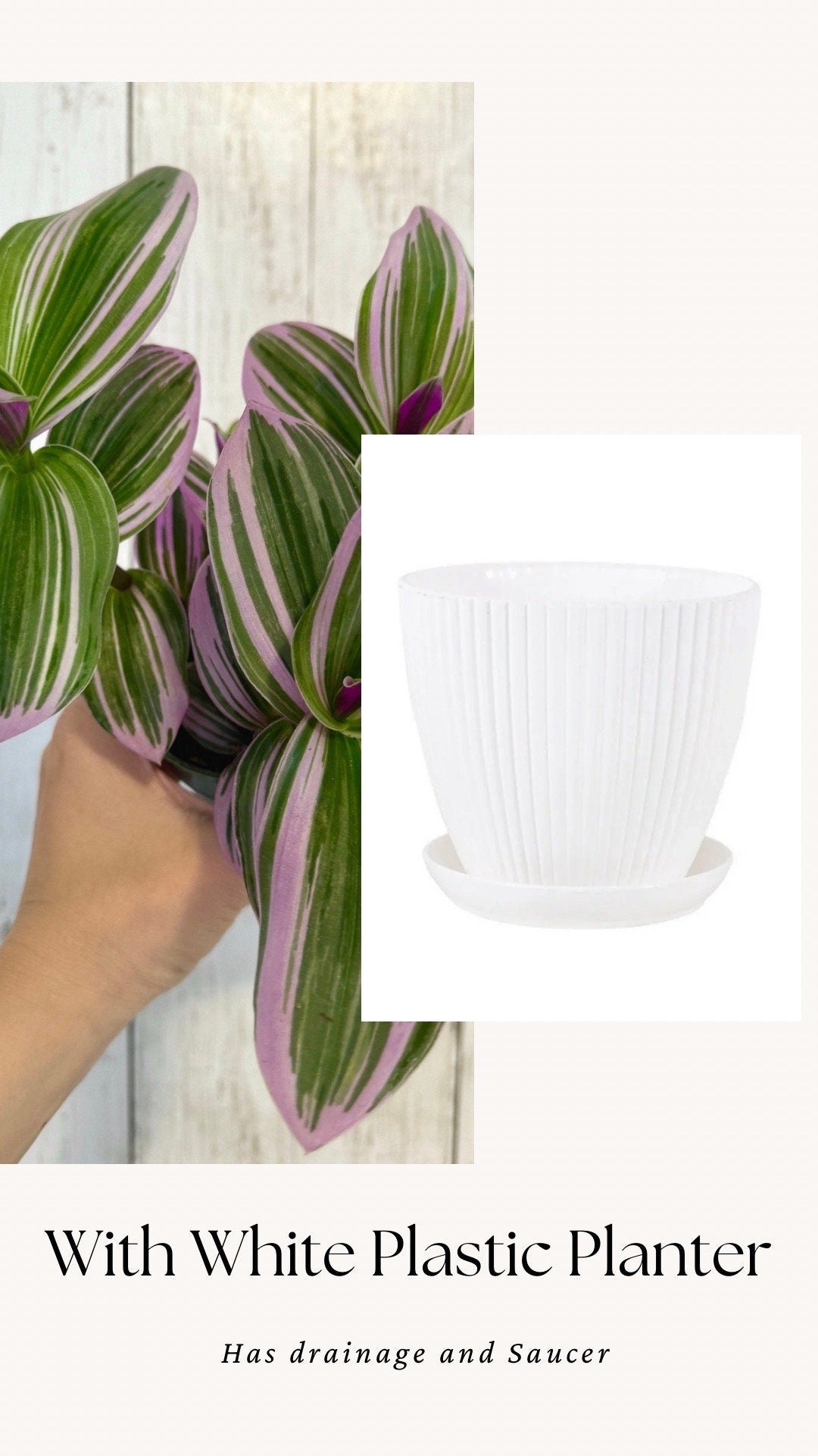 Tradescantia Bubblegum Nanouk Plant - 4 inch Pot - optional decorative pot