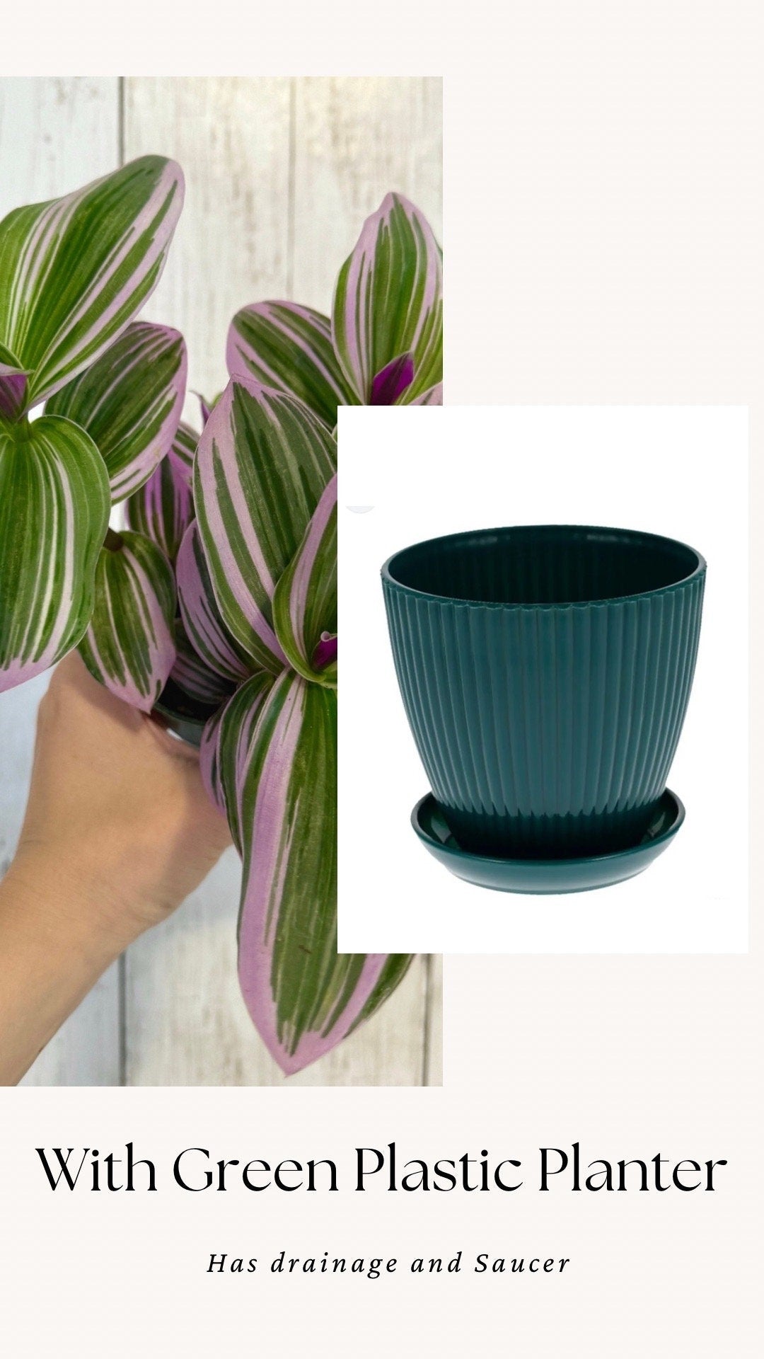 Tradescantia Bubblegum Nanouk Plant - 4 inch Pot - optional decorative pot
