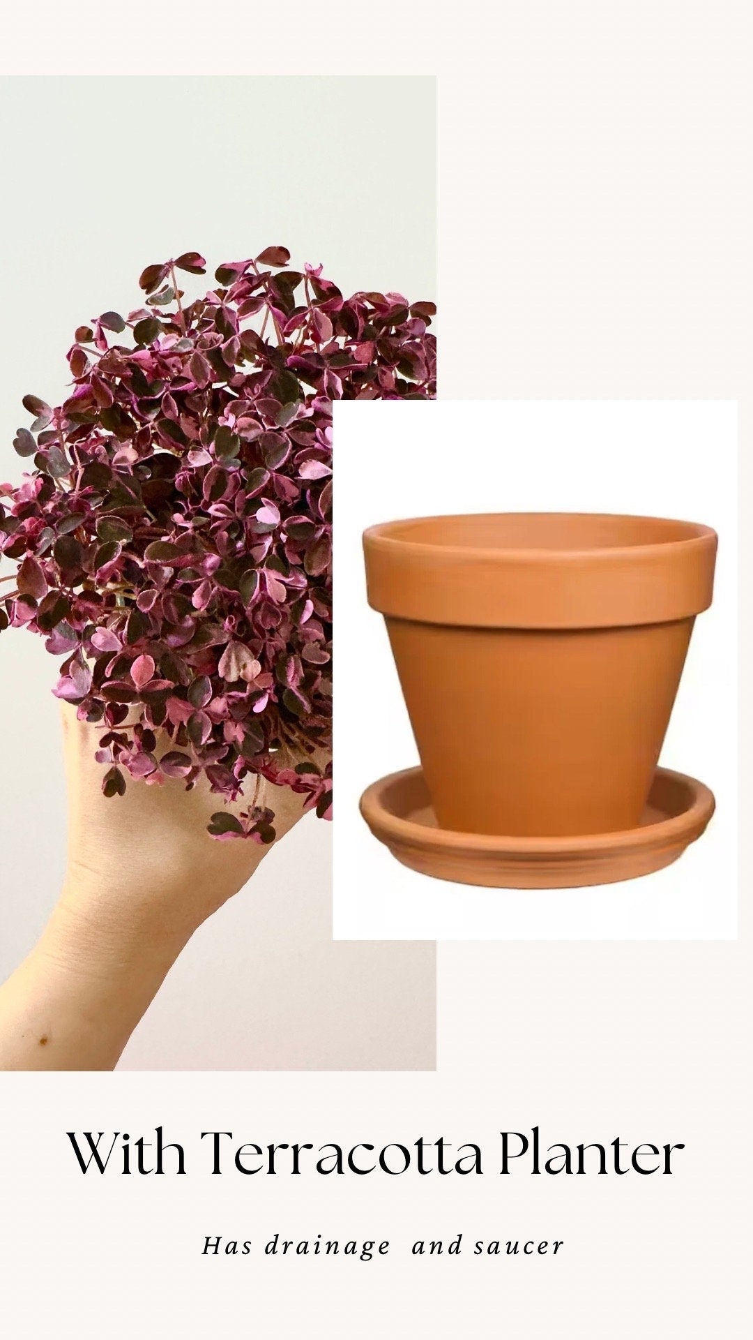Oxalis Triangularis Bicolor Plant - 4 inch Pot - Live Plant - optional decorative pot
