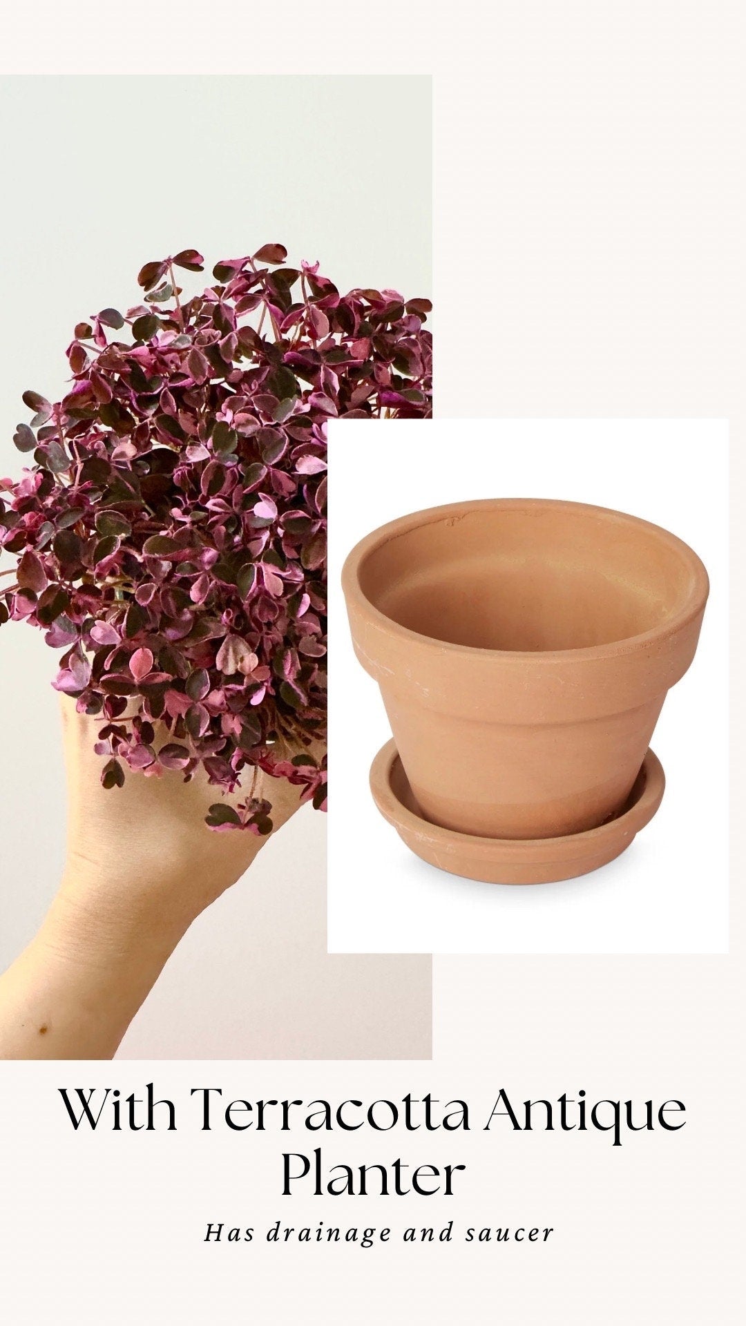 Oxalis Triangularis Bicolor Plant - 4 inch Pot - Live Plant - optional decorative pot