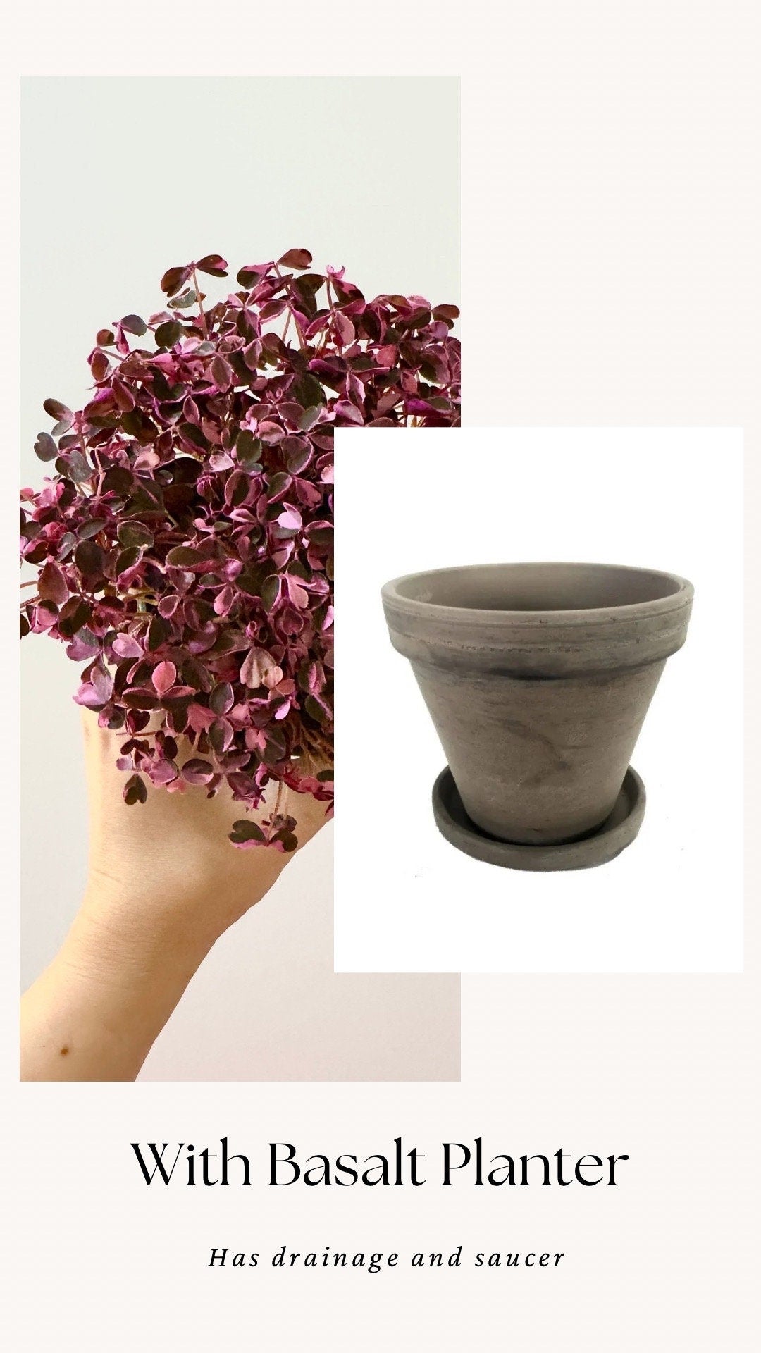 Oxalis Triangularis Bicolor Plant - 4 inch Pot - Live Plant - optional decorative pot