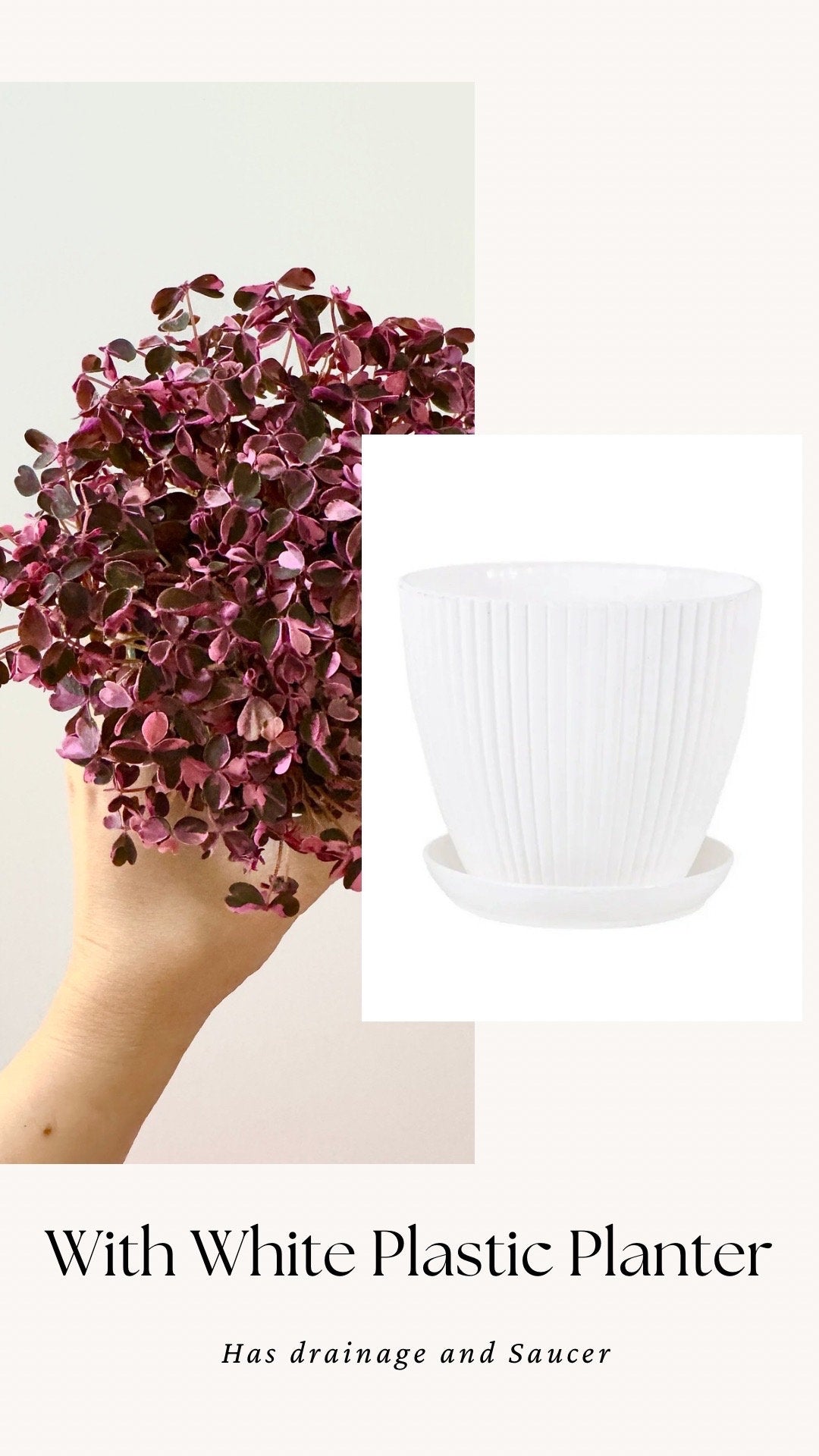 Oxalis Triangularis Bicolor Plant - 4 inch Pot - Live Plant - optional decorative pot