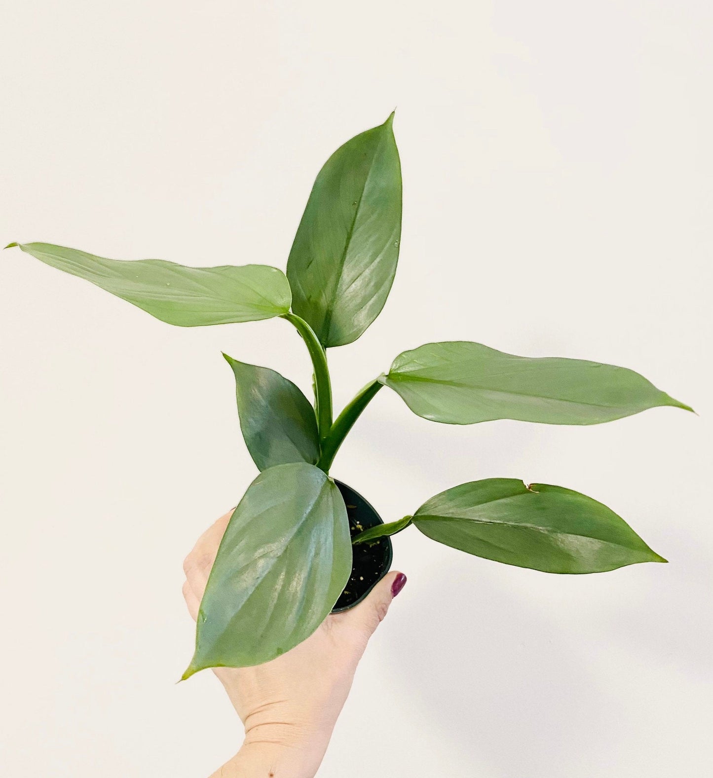 Philodendron Silver Sword 4 inch - Live Plant