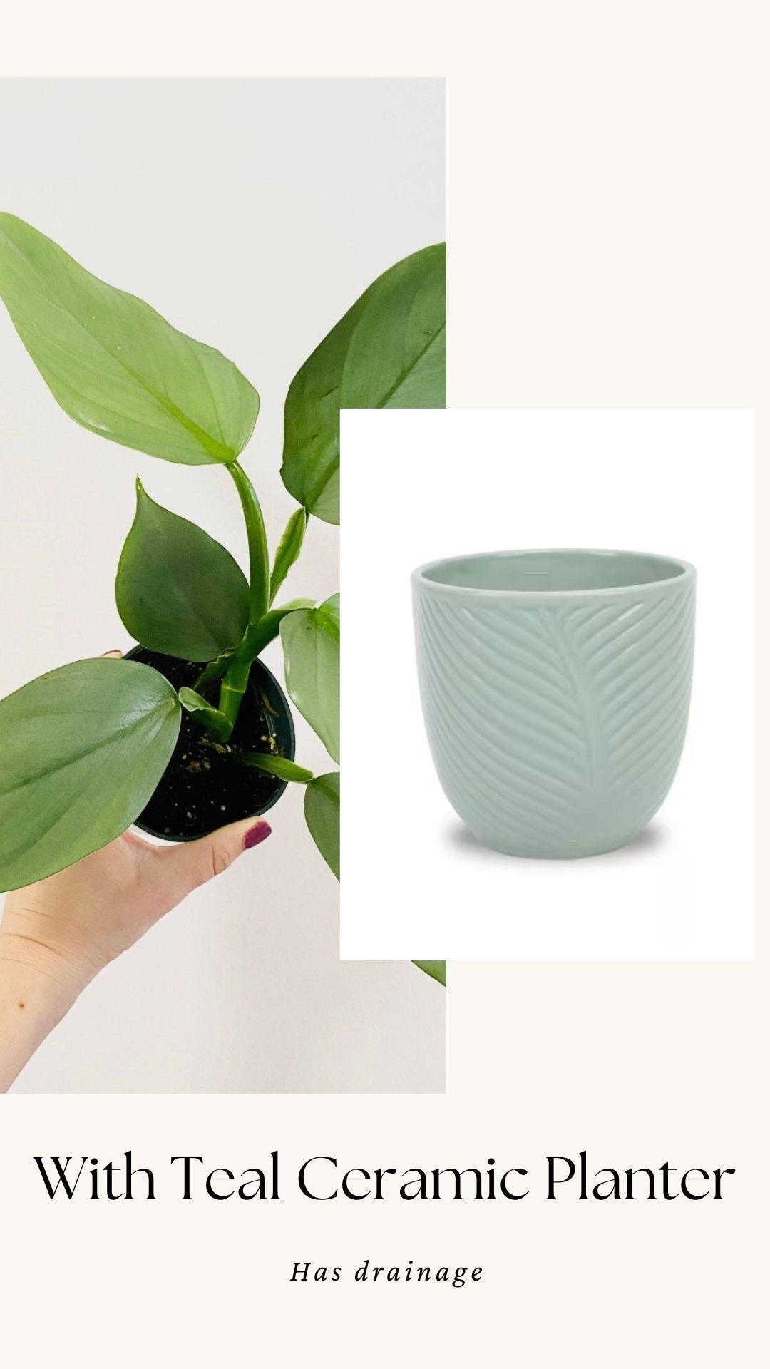 Philodendron Silver Sword 4 inch - Live Plant