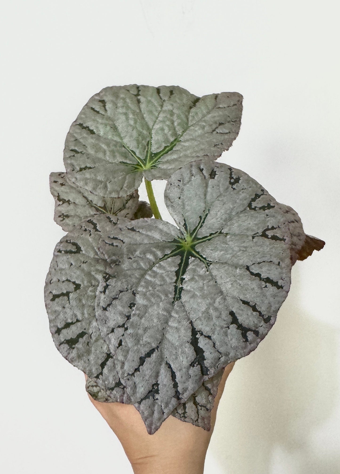 Begonia Silver Dollar Plant - 4 inch Pot - Optional Decorative Pot