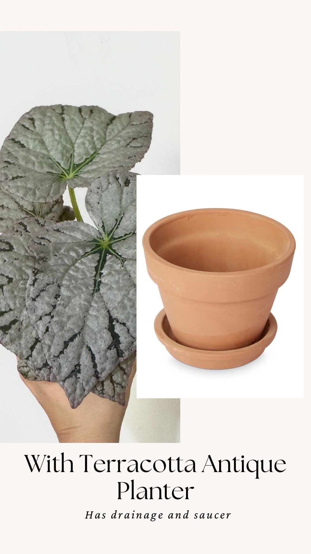 Begonia Silver Dollar Plant - 4 inch Pot - Optional Decorative Pot