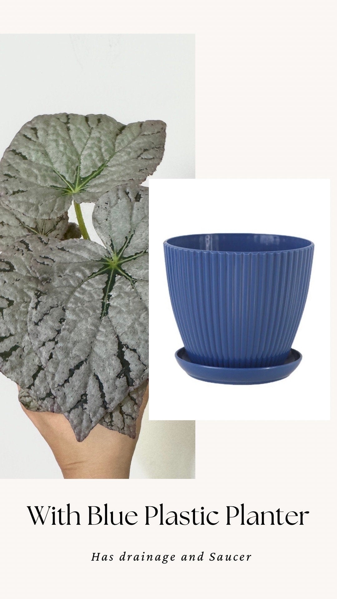 Begonia Silver Dollar Plant - 4 inch Pot - Optional Decorative Pot