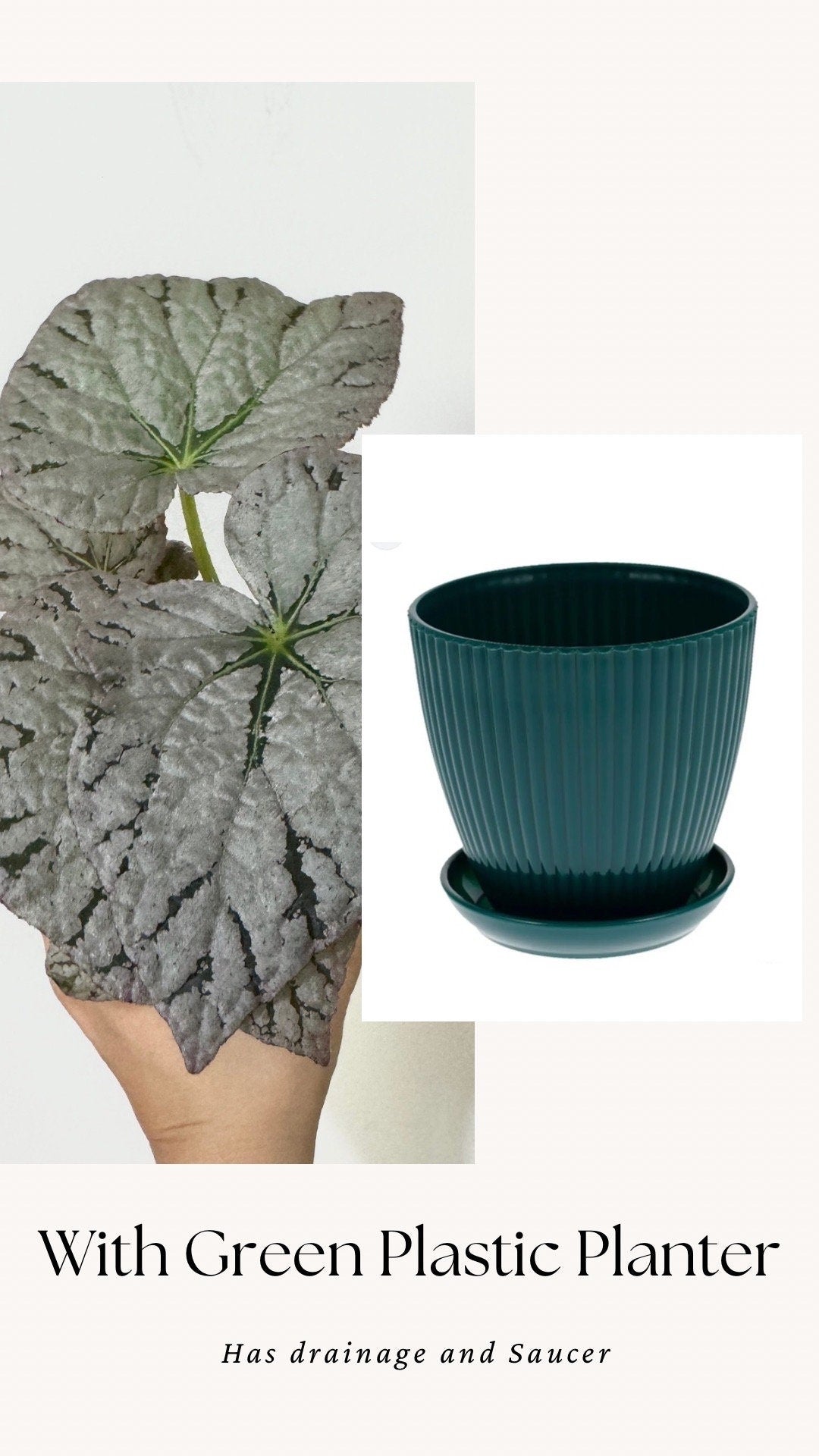Begonia Silver Dollar Plant - 4 inch Pot - Optional Decorative Pot