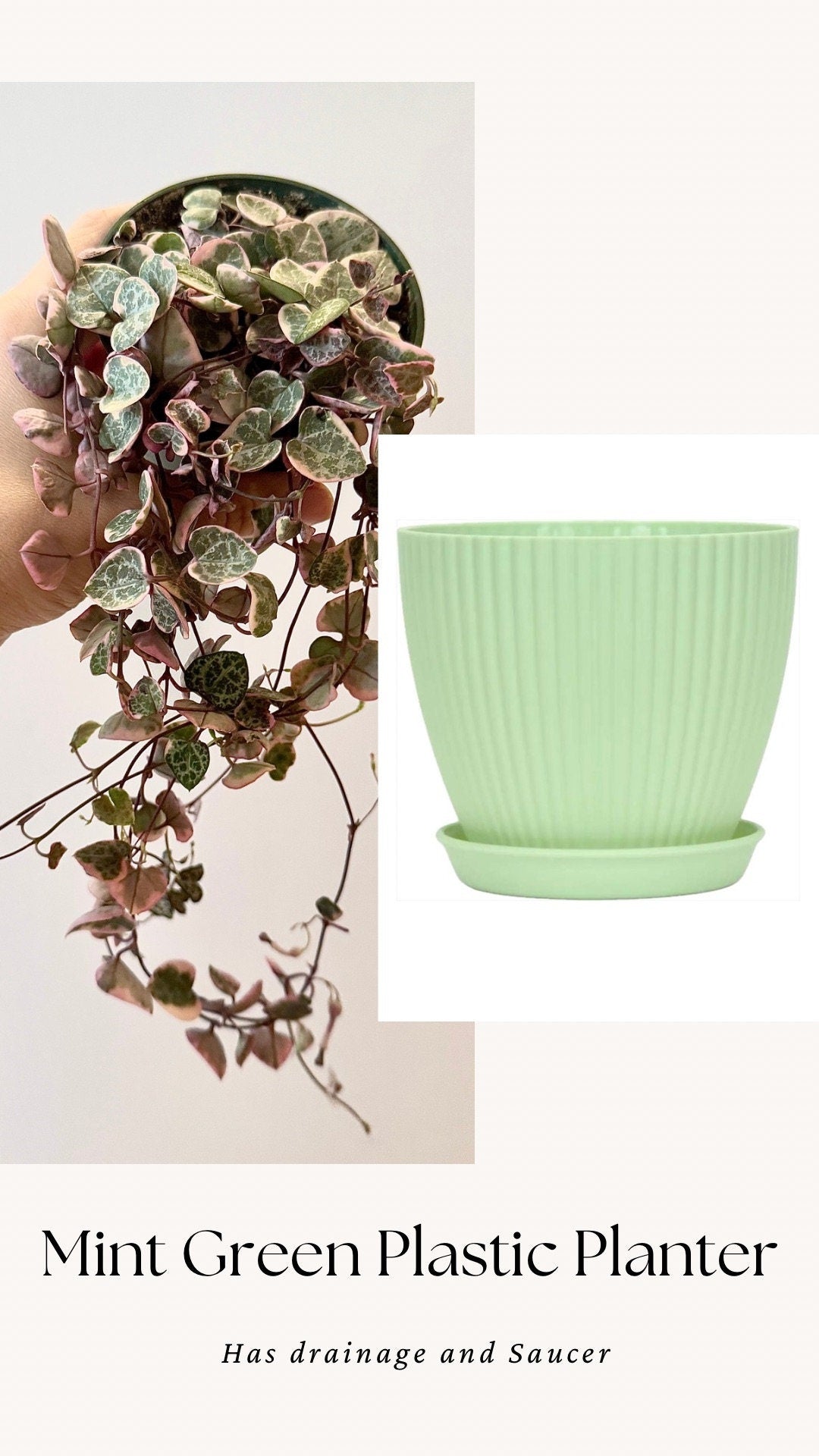 Variegated String of Hearts Plant - 3.5β Pot