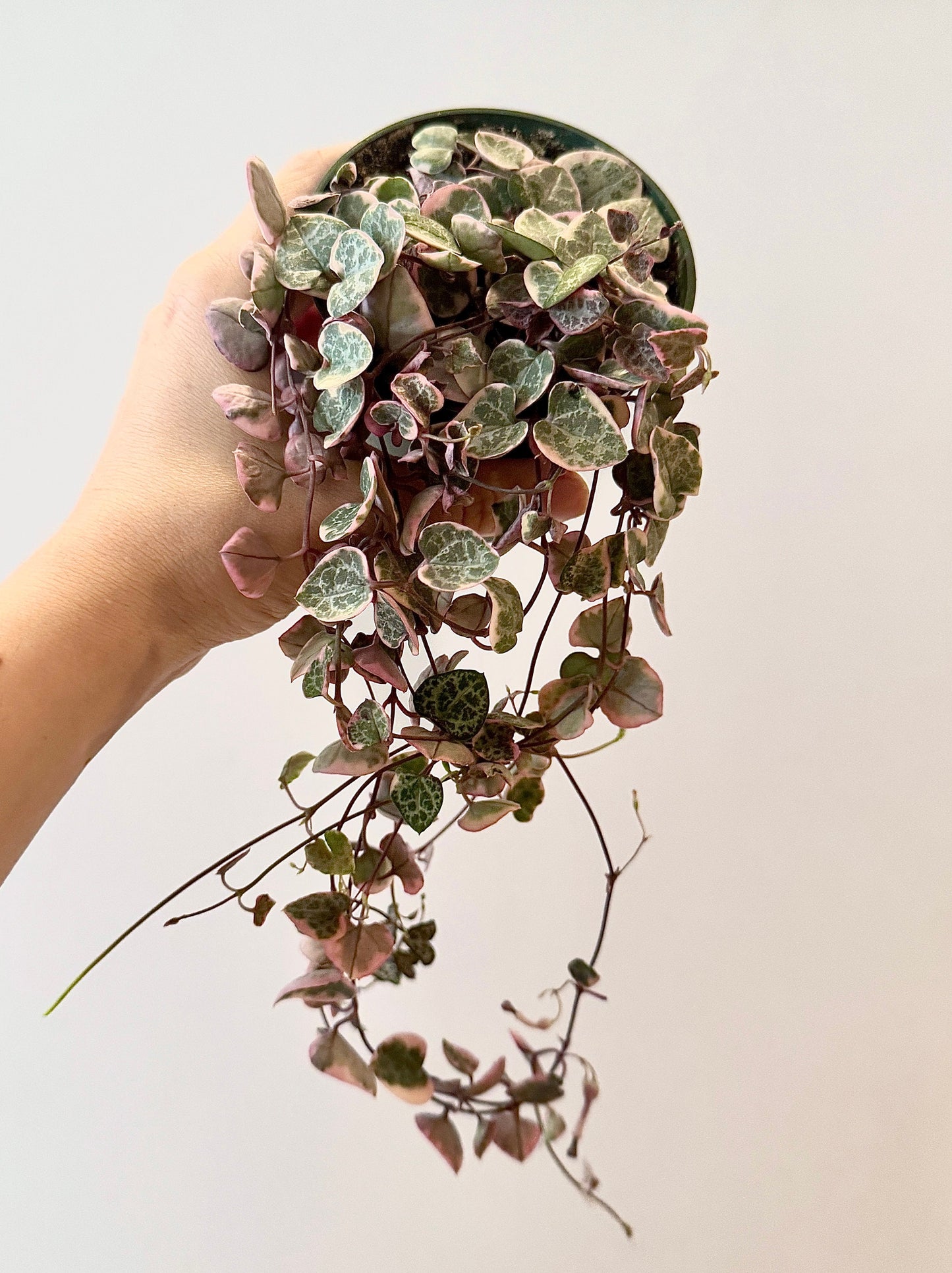 Variegated String of Hearts Plant - 3.5β Pot