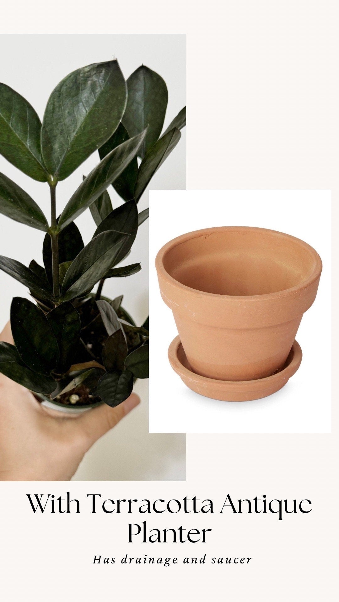 ZZ Obscura Plant - 4 inch Pot - optional decorative pot