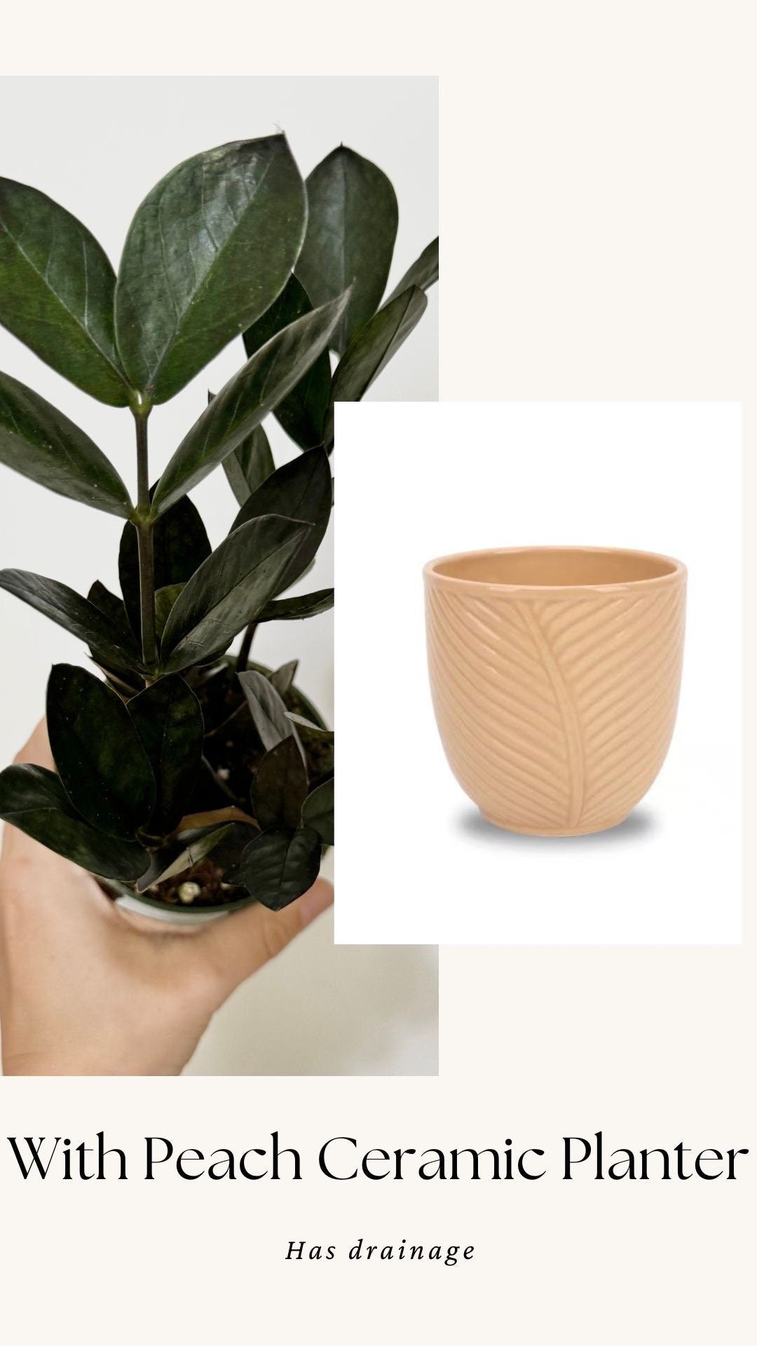 ZZ Obscura Plant - 4 inch Pot - optional decorative pot