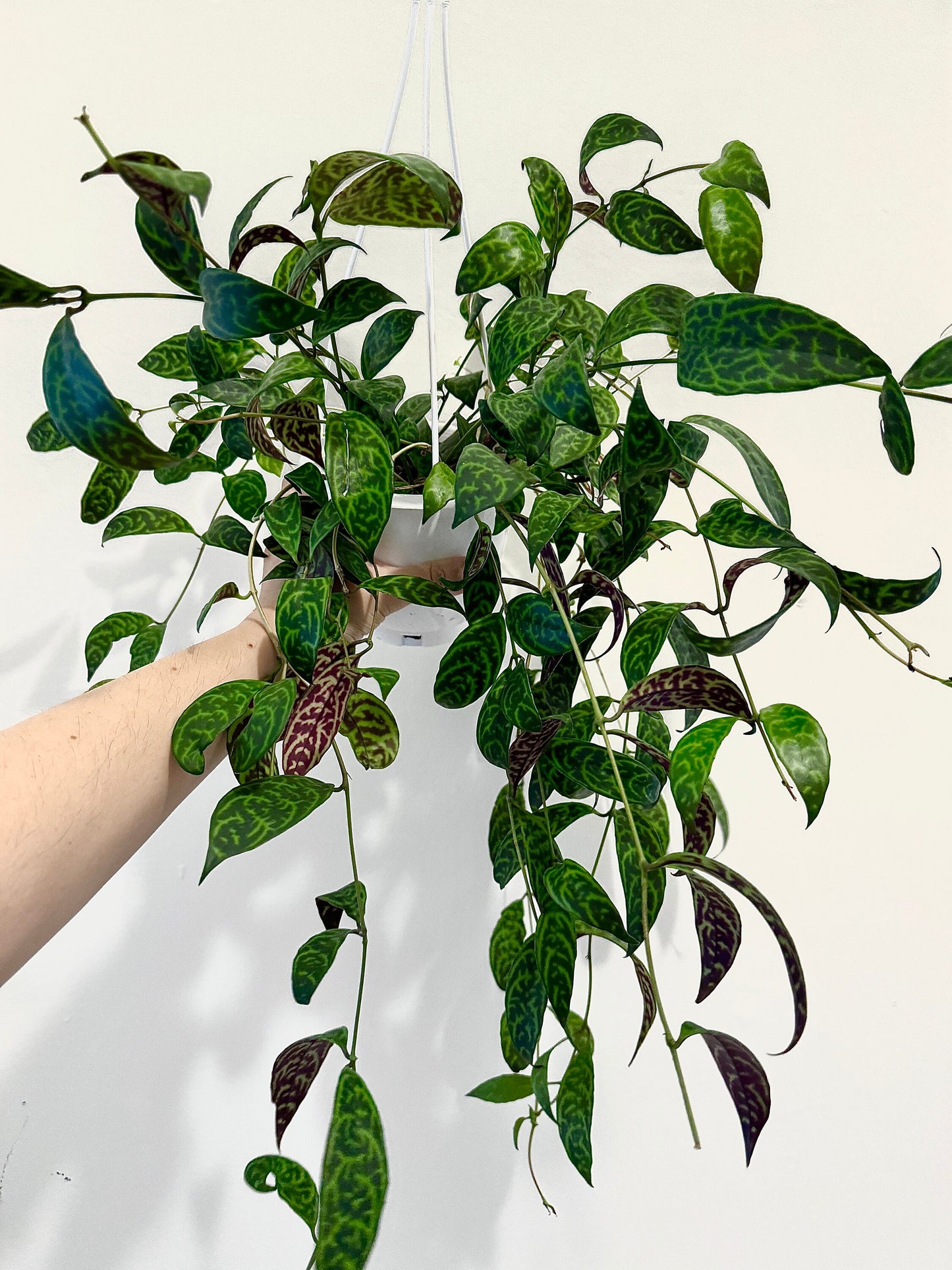 Lipstick Plant Black Pagoda (Aeschynanthus longicaulis) 4.5 inch Hanging pot - Live Plant - optional decorative hanger