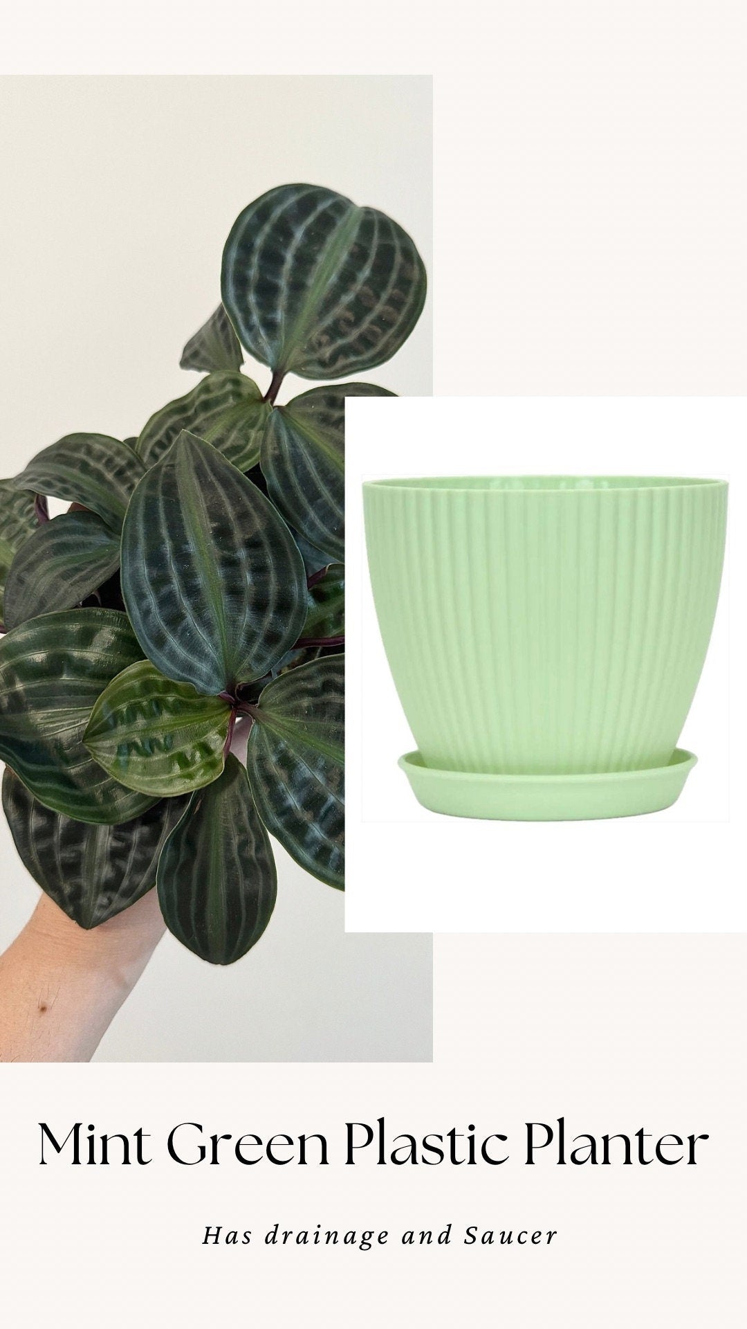Geogenanthus Poeppigii 4" pot - Live Plant - optional decorative pot