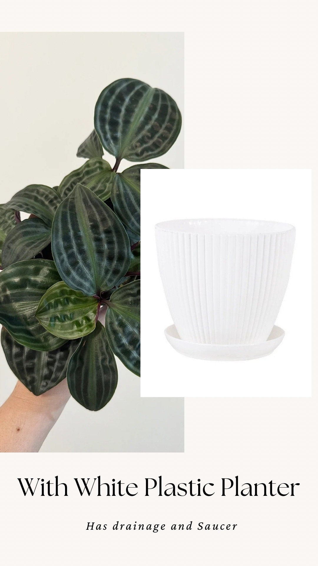 Geogenanthus Poeppigii 4" pot - Live Plant - optional decorative pot