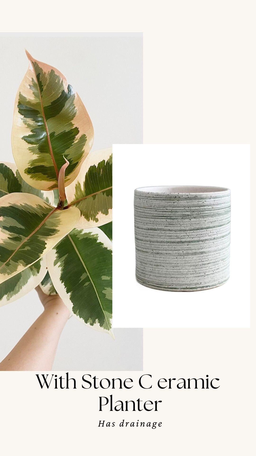 Ficus Decora Tineke Plant - 4", 6β Pot - Live Plant