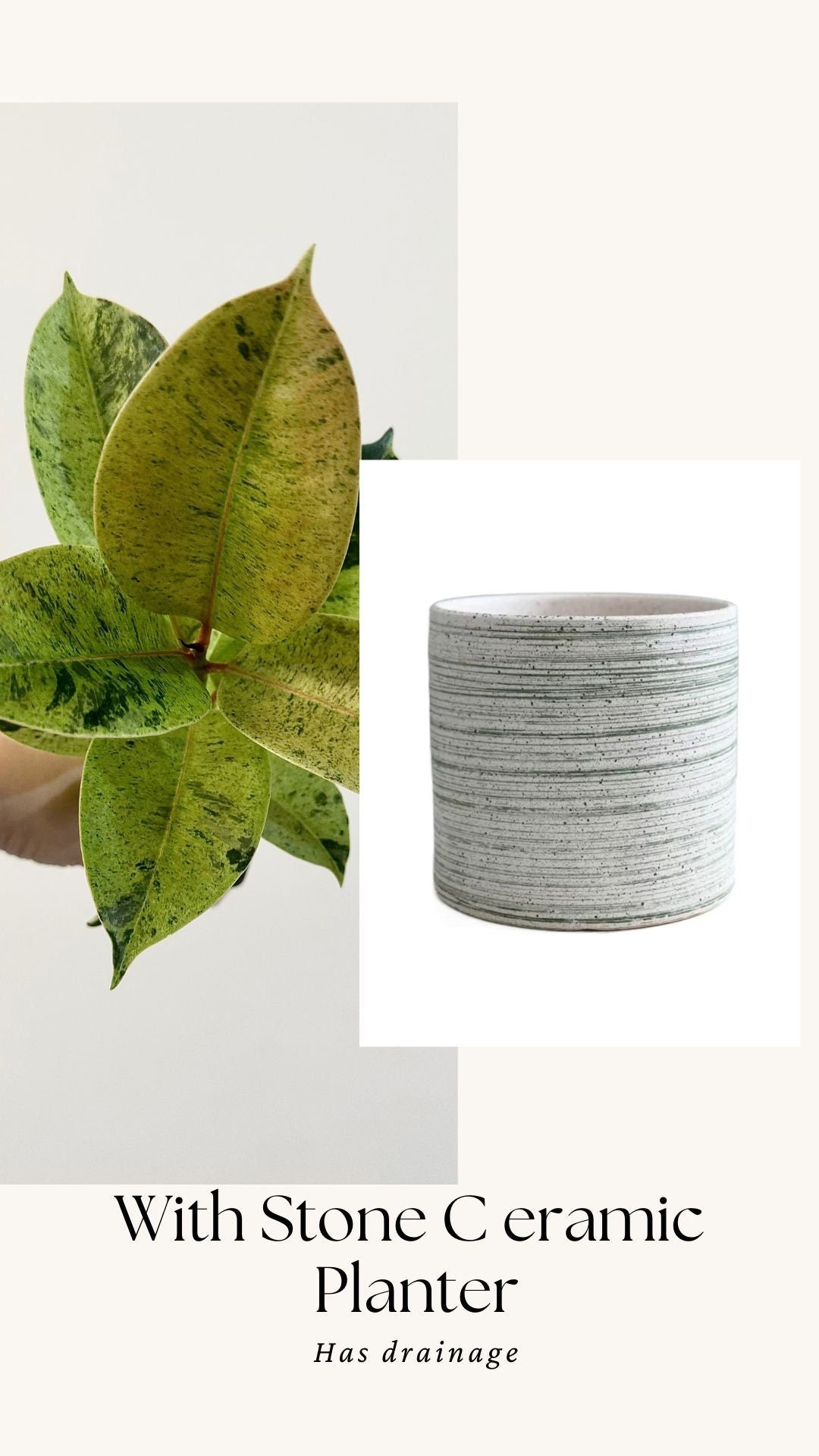 Ficus Shiveriana ‘Moonshine’ Plant - 4" Pot