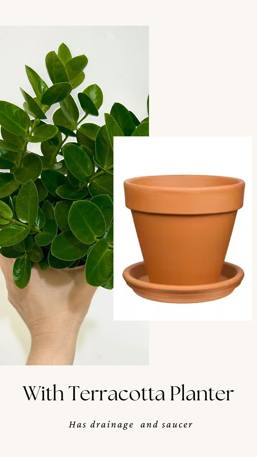 Hoya Cummingiana Plant - 4 inch Pot - Live Plant - optional decorative pot