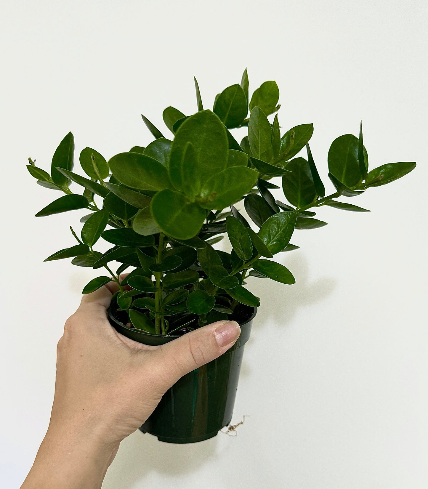 Hoya Cummingiana Plant - 4 inch Pot - Live Plant - optional decorative pot