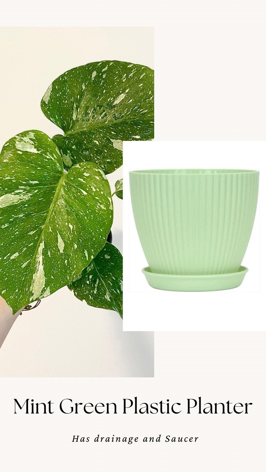 Monstera Thai Constellation - 4 inch pot - Live Rare Plant