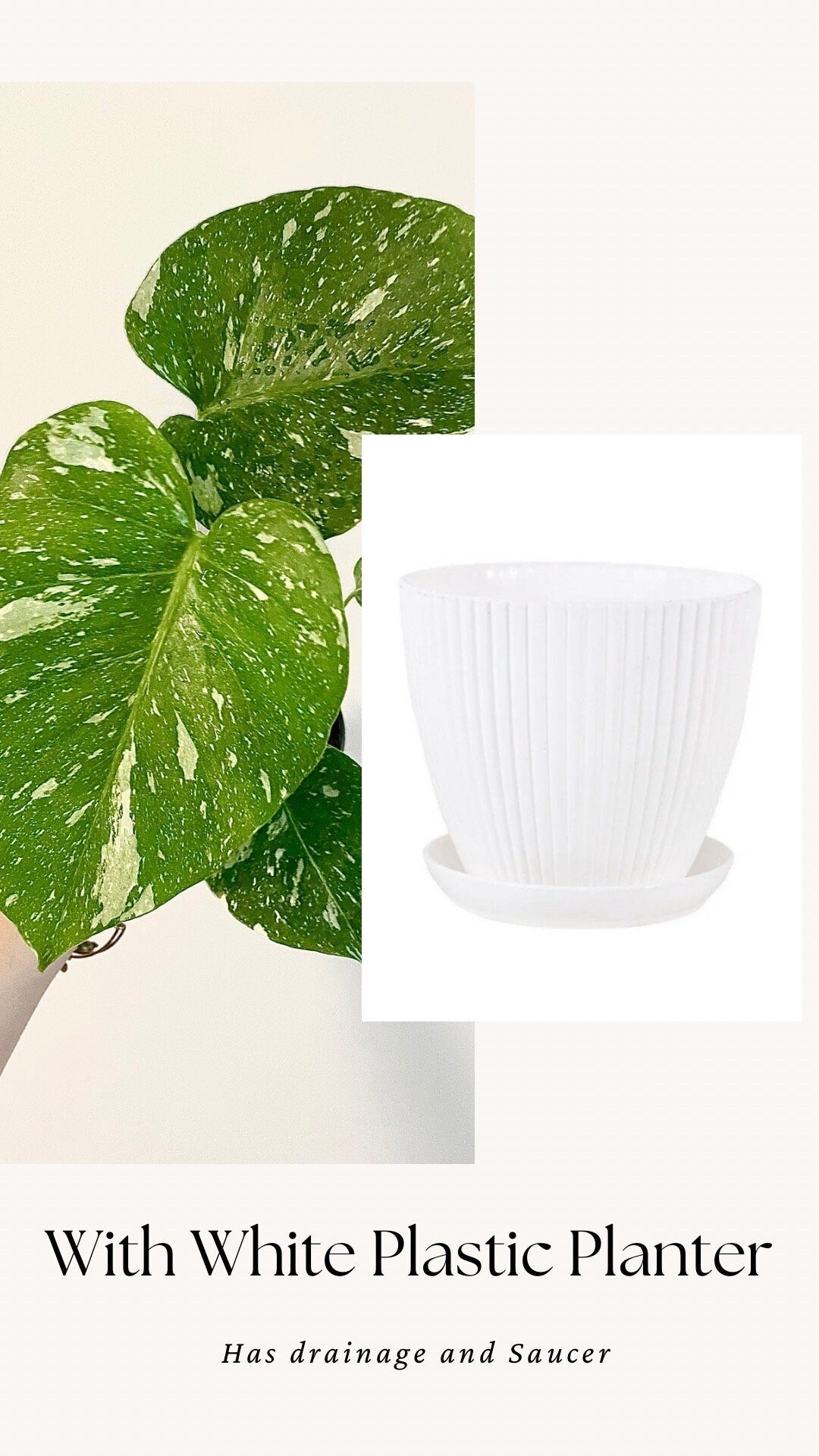 Monstera Thai Constellation - 4 inch pot - Live Rare Plant