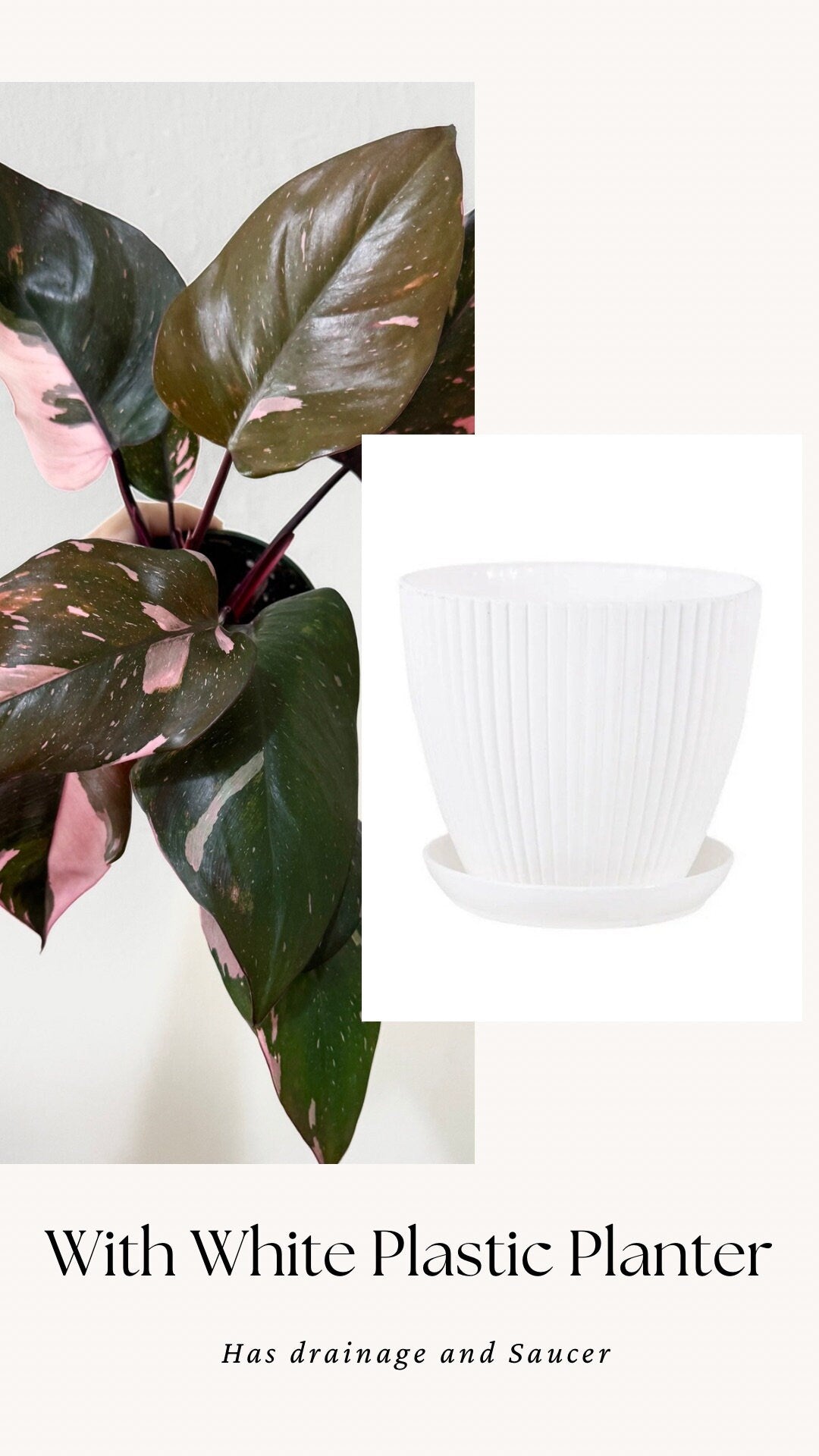 Philodendron Pink Princess Plant 4 inch Nursery Pot - Live Plant