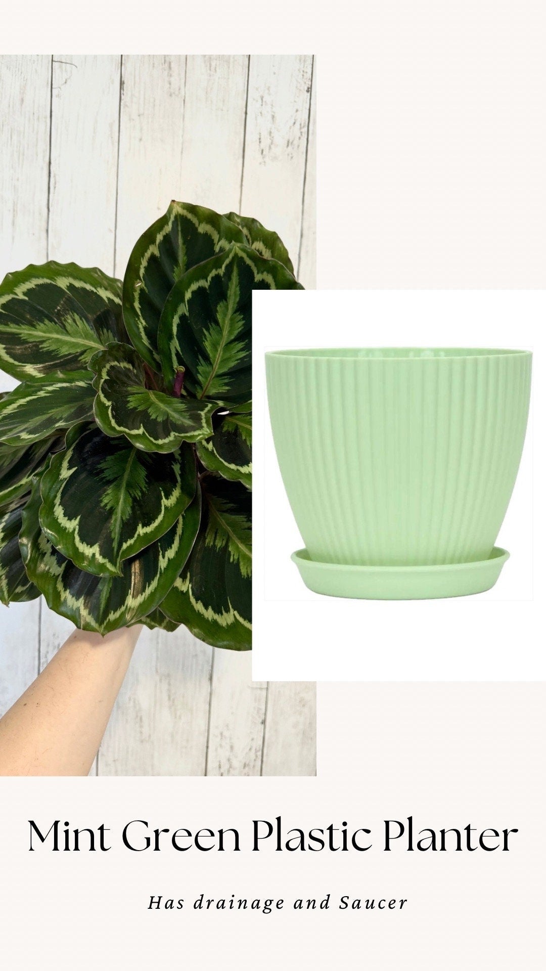 Calathea Medallion Plant - Prayer in 4β or 6" Pot - Live Plant - optional deocrative pot