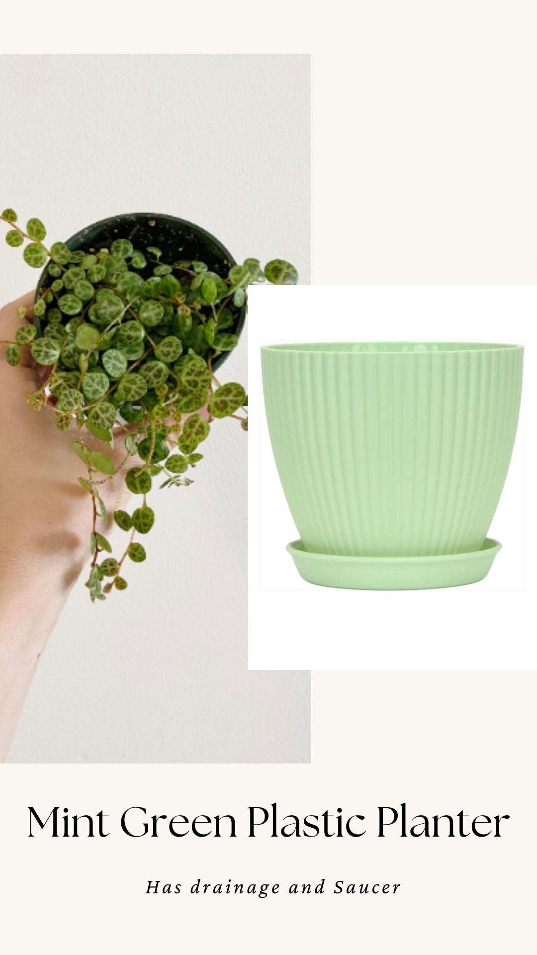 String of Turtles Peperomia Plant - 3.5β Pot - optional decorative pot