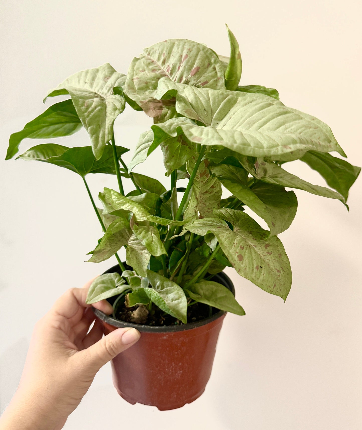 Syngonium Milk Confetti Plant - 4β, 6" Pot - Live Plant