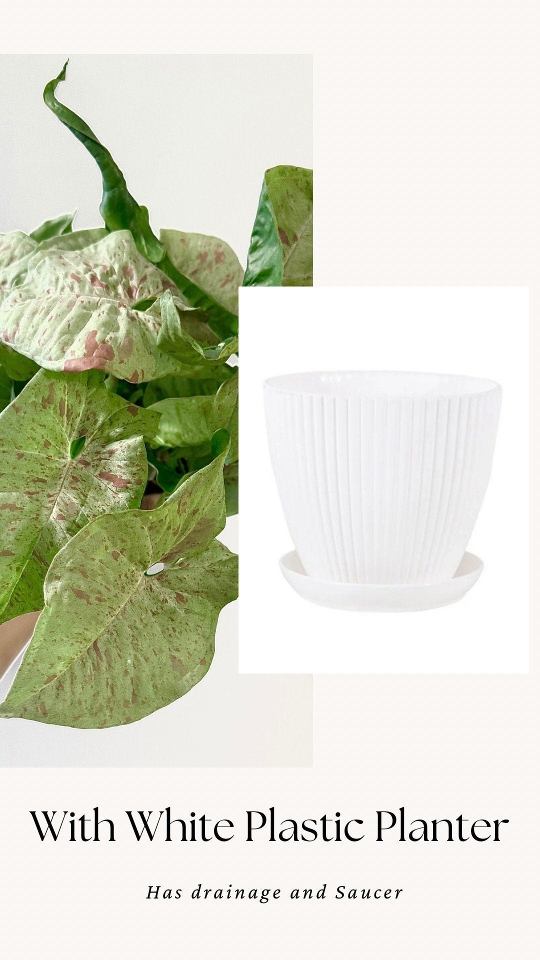 Syngonium Milk Confetti Plant - 4β, 6" Pot - Live Plant