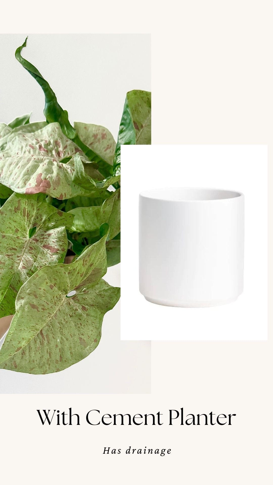 Syngonium Milk Confetti Plant - 4β, 6" Pot - Live Plant