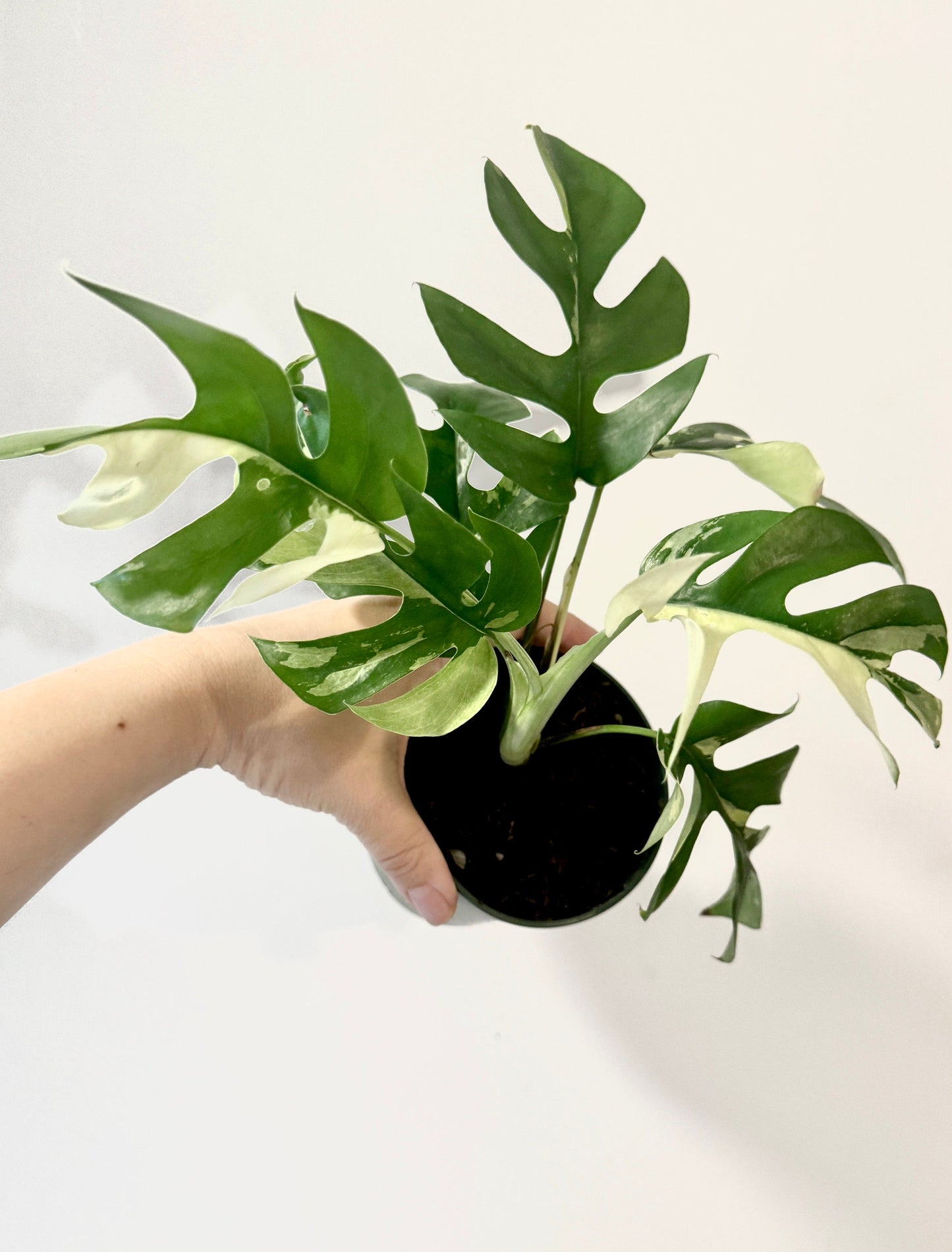 Rhaphiadora Tetrasperma Albo RARE Plant I Mini Monstera 4 inch - Full Rooted Established Plant