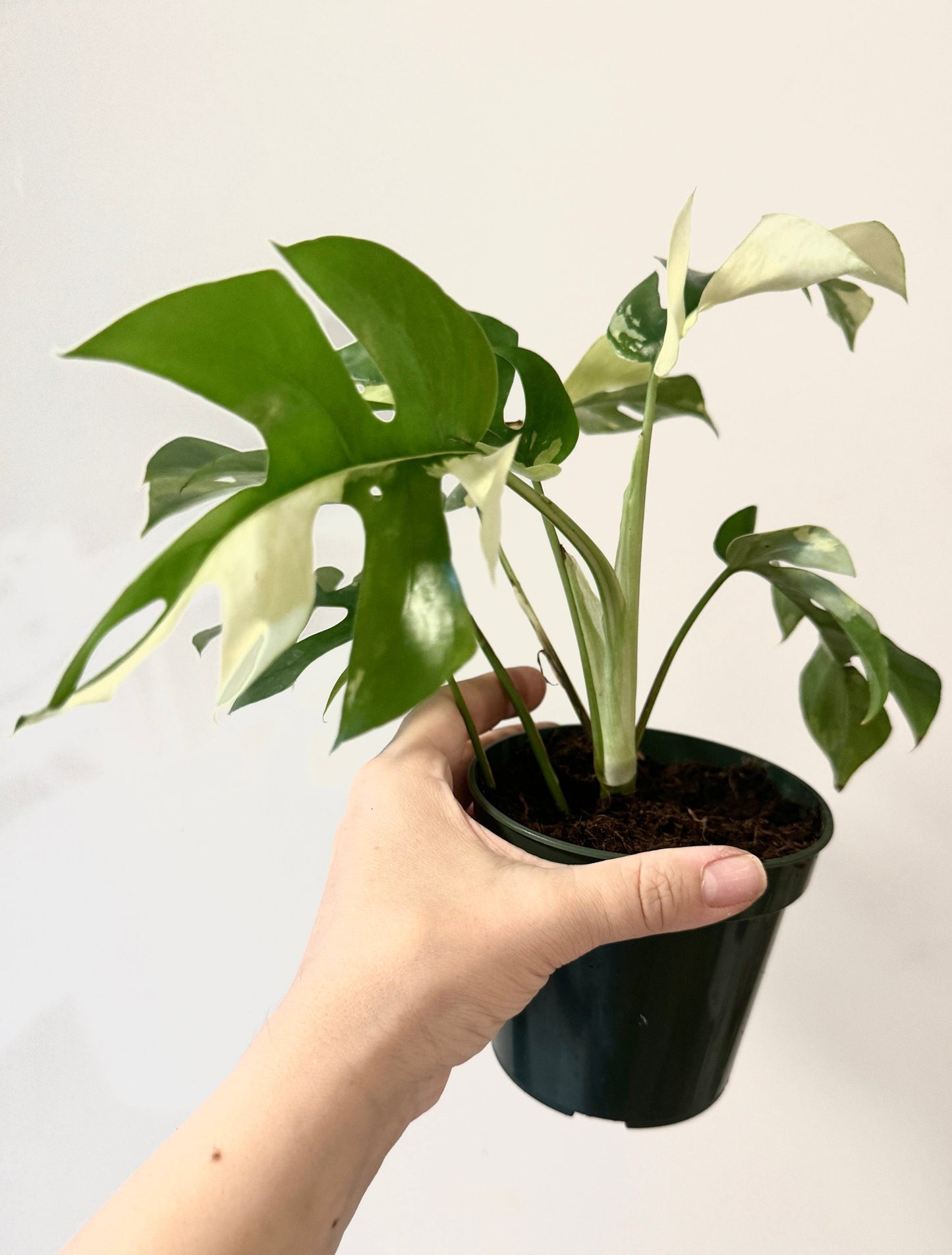 Rhaphiadora Tetrasperma Albo RARE Plant I Mini Monstera 4 inch - Full Rooted Established Plant