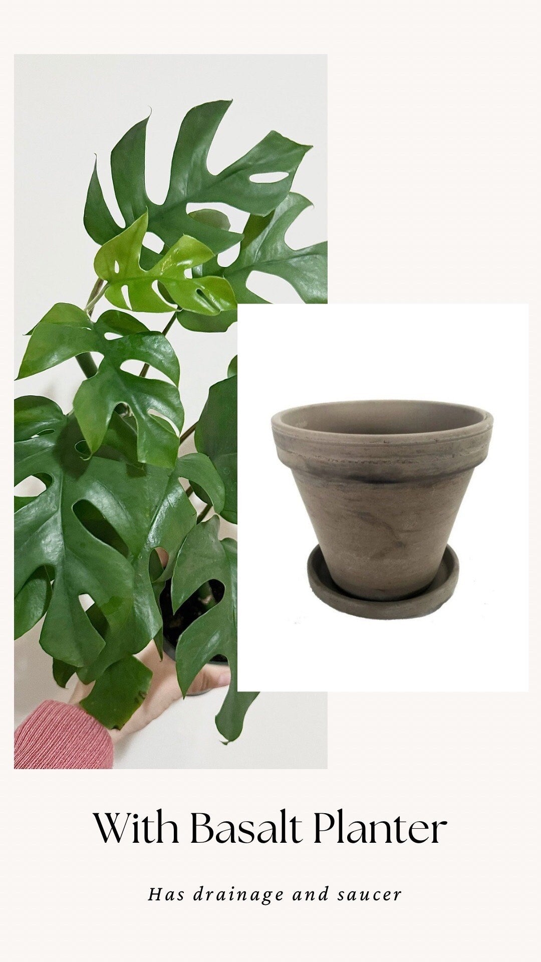 Rhaphiadora Tetrasperma Plant I Mini Monstera 4 inch - Full Rooted Established Plant