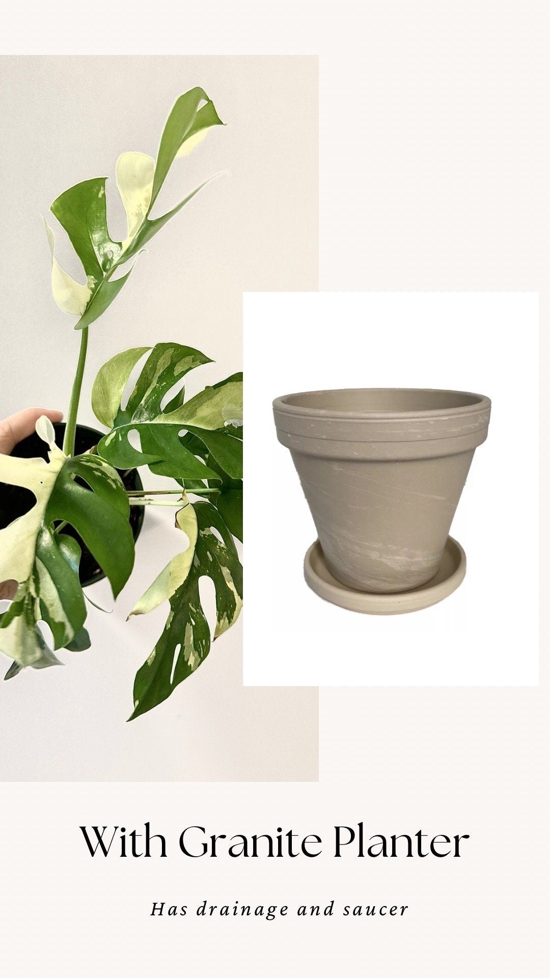 Rhaphiadora Tetrasperma Albo RARE Plant I Mini Monstera 4 inch - Full Rooted Established Plant