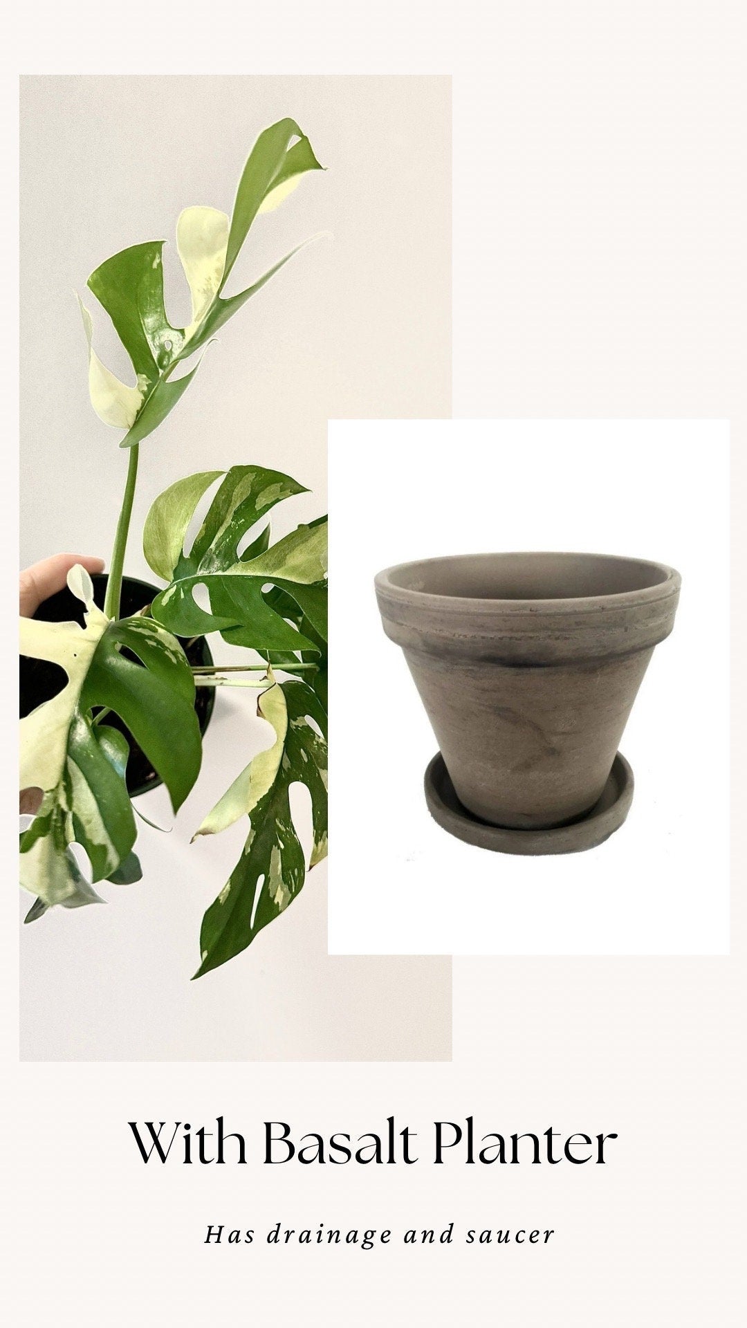 Rhaphiadora Tetrasperma Albo RARE Plant I Mini Monstera 4 inch - Full Rooted Established Plant