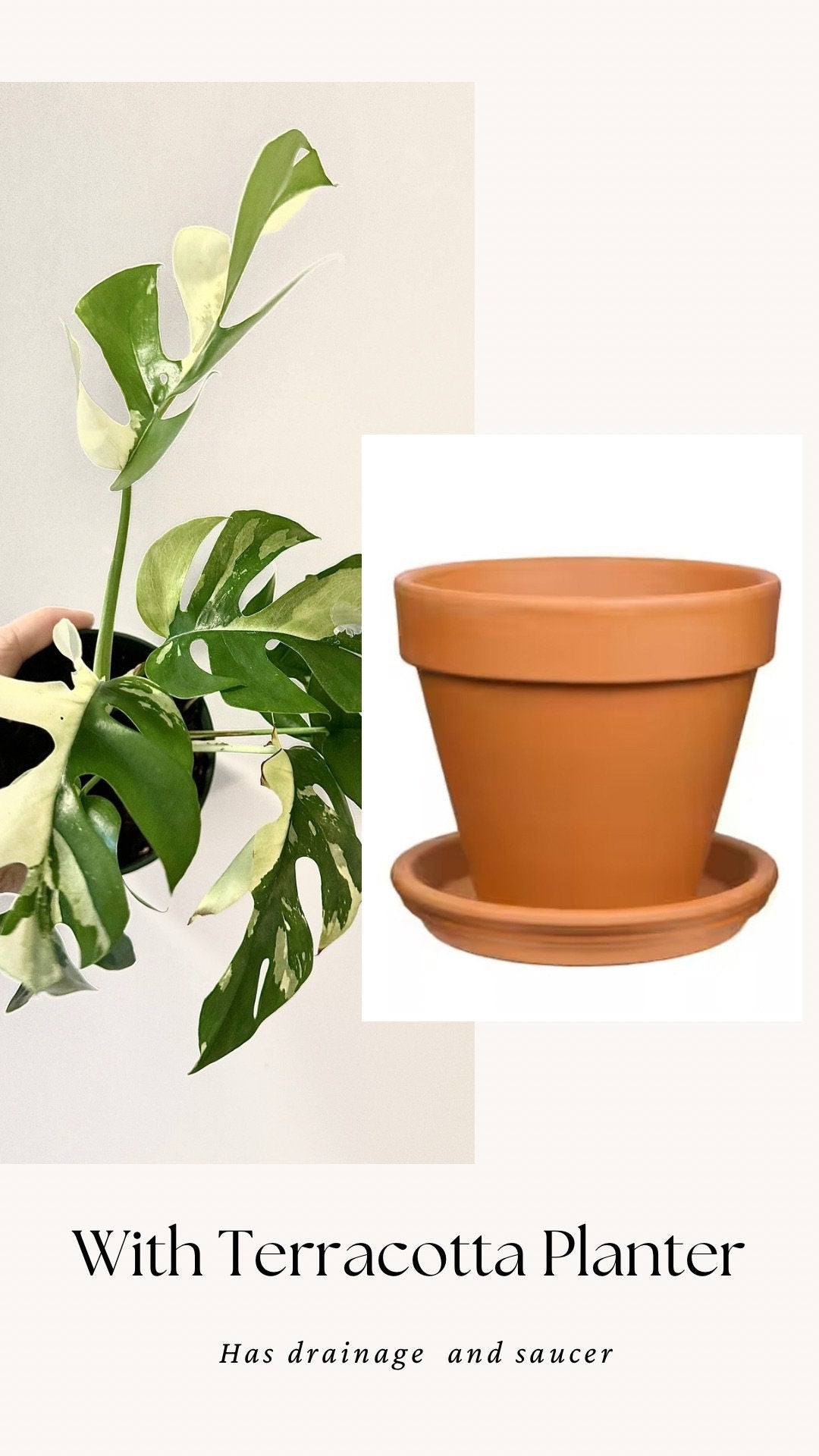 Rhaphiadora Tetrasperma Albo RARE Plant I Mini Monstera 4 inch - Full Rooted Established Plant