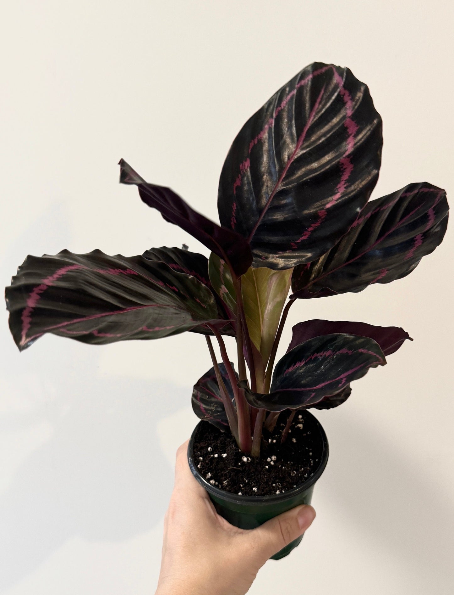 Calathea Dottie Plant - 4 inch Nursery Pot - Live Plant - optional decorative pot