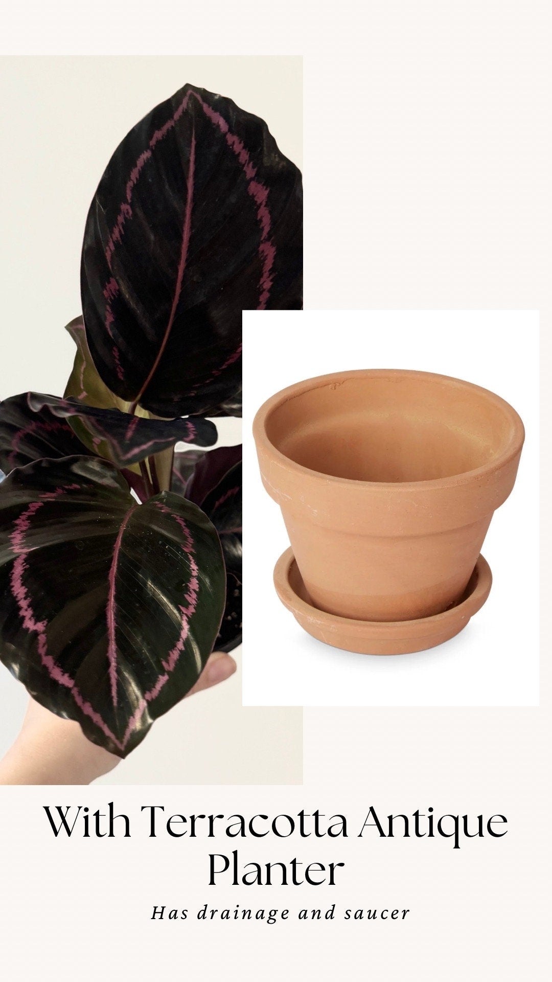 Calathea Dottie Plant - 4 inch Nursery Pot - Live Plant - optional decorative pot