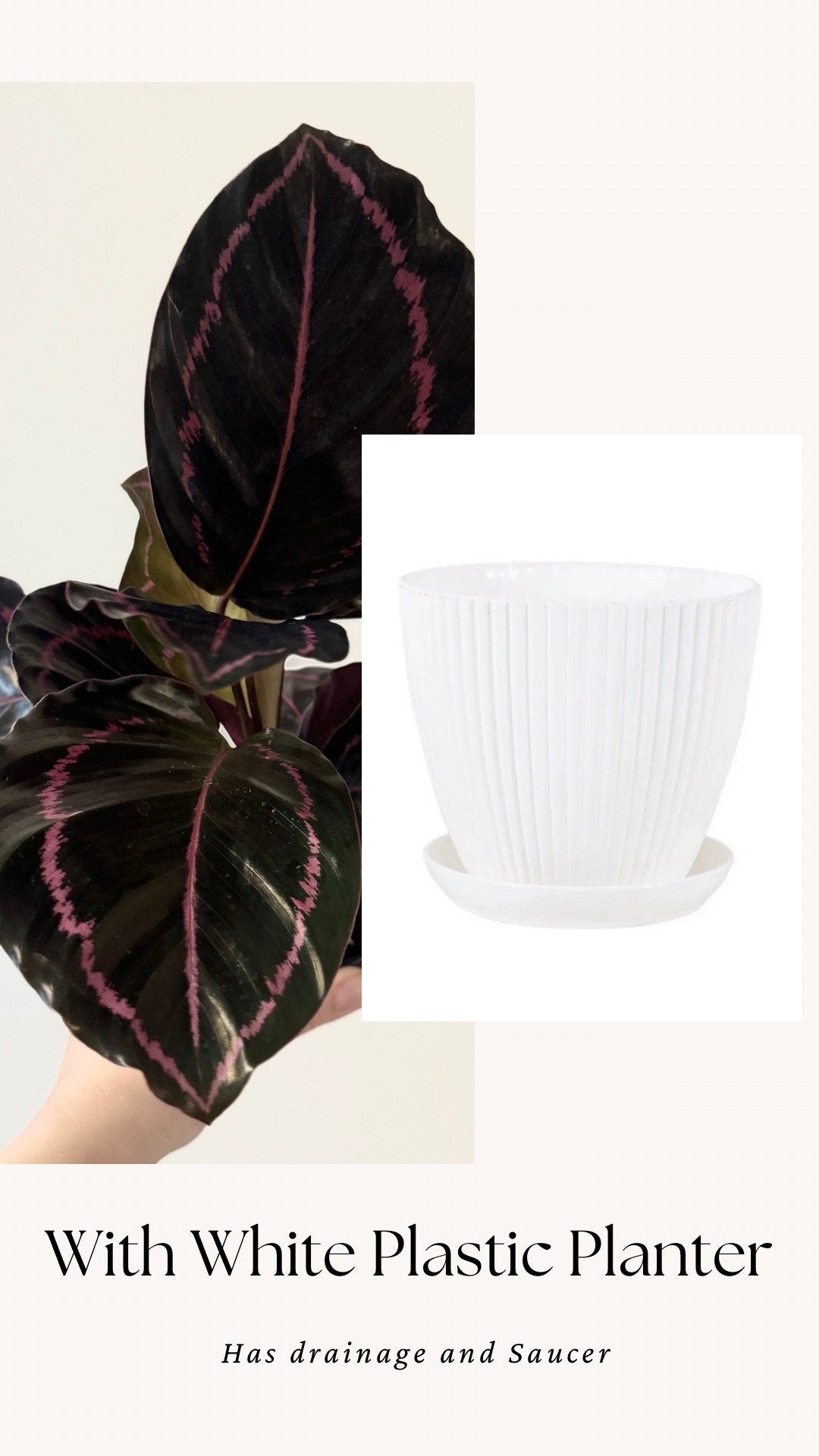 Calathea Dottie Plant - 4 inch Nursery Pot - Live Plant - optional decorative pot