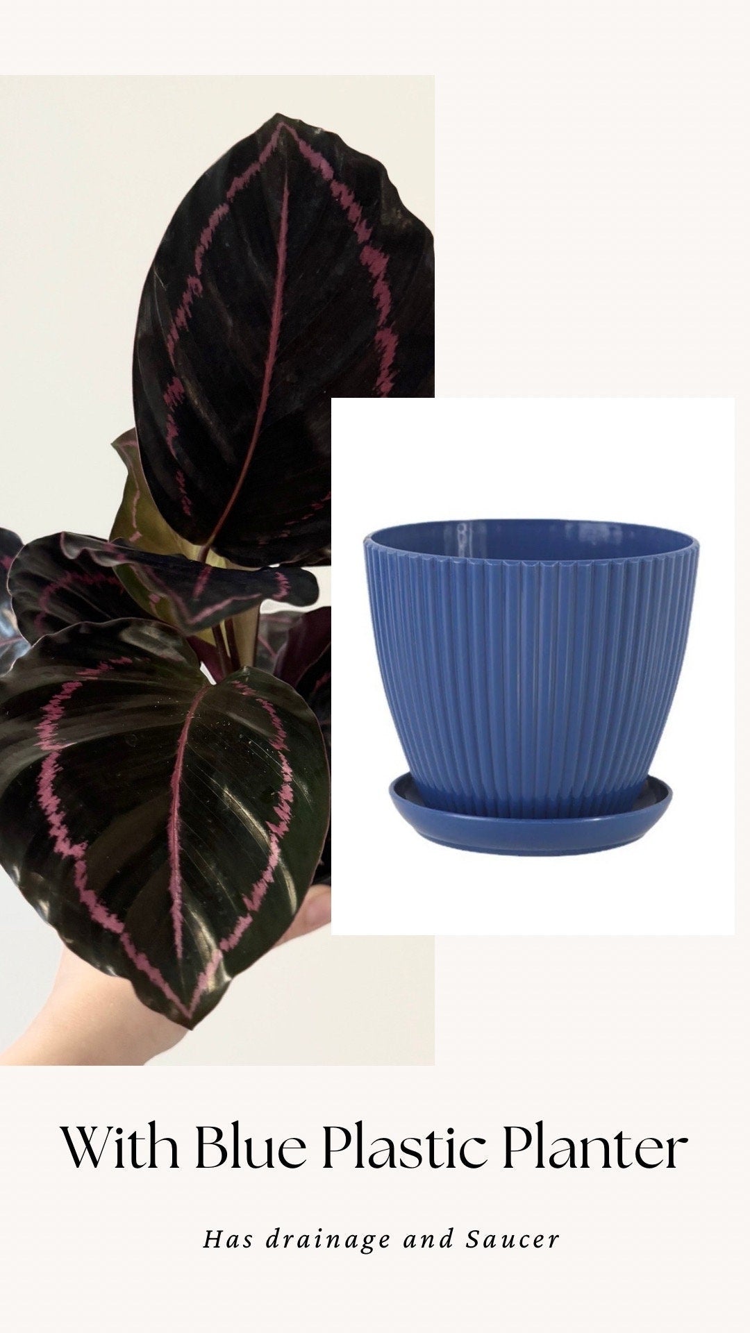 Calathea Dottie Plant - 4 inch Nursery Pot - Live Plant - optional decorative pot
